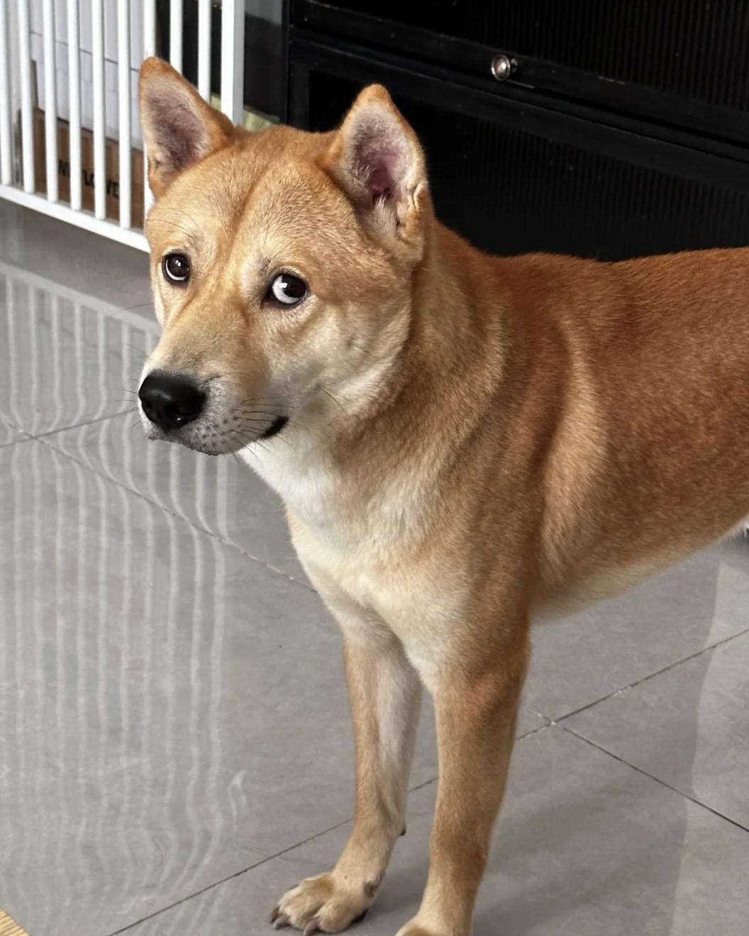 咯迪卜我 的想法: 土狗的长相其实是所有狗中长相最帅气的