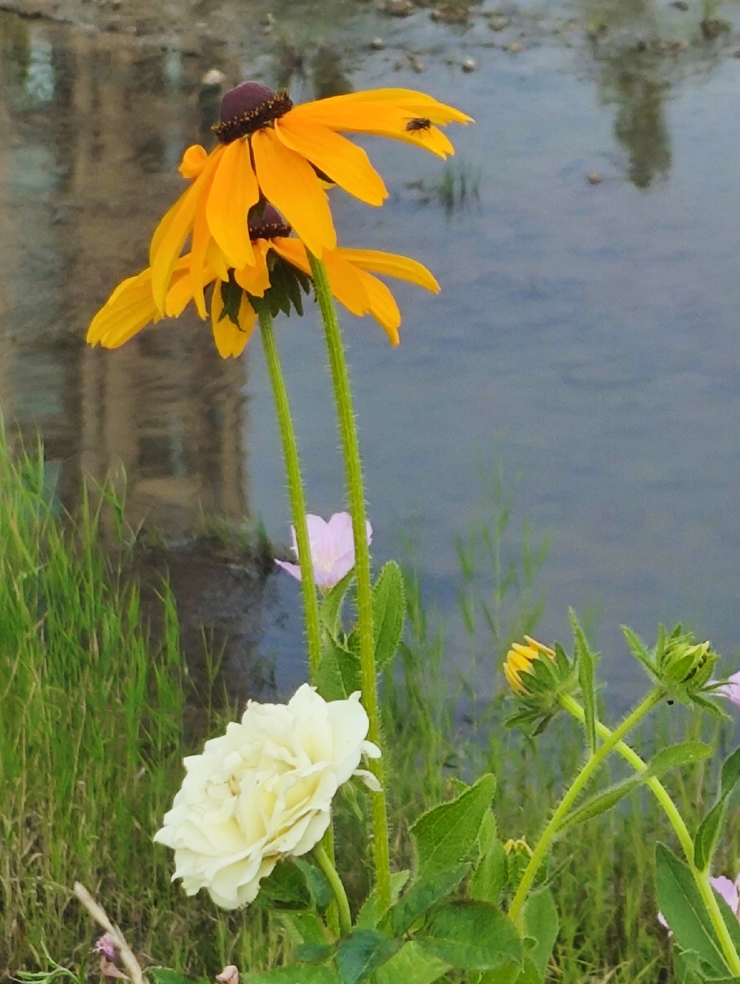 夏野之美夏日的清晨风落过低矮的草甸金黄色的小花挺着纤细的茎花瓣