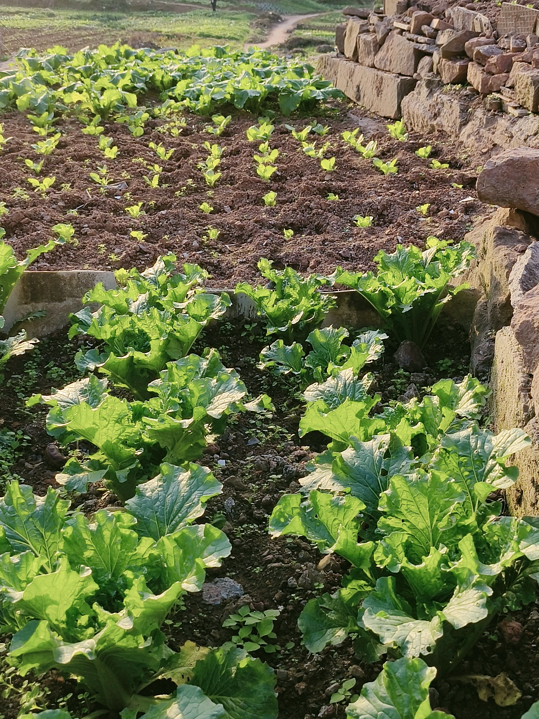 菜地的图片真实图片图片