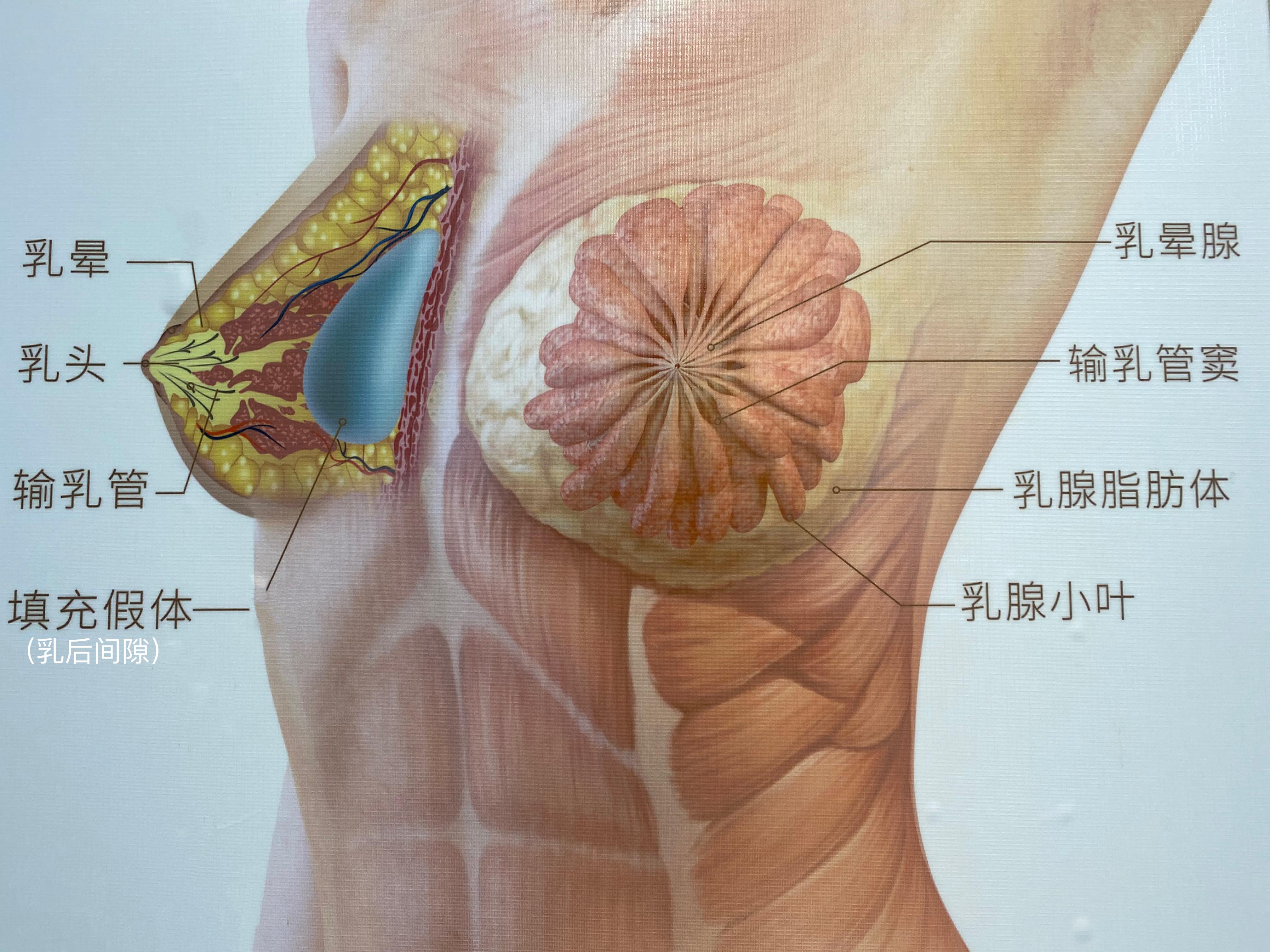 整形医生郭震宇 的想法  《乳房组织解剖结构图》