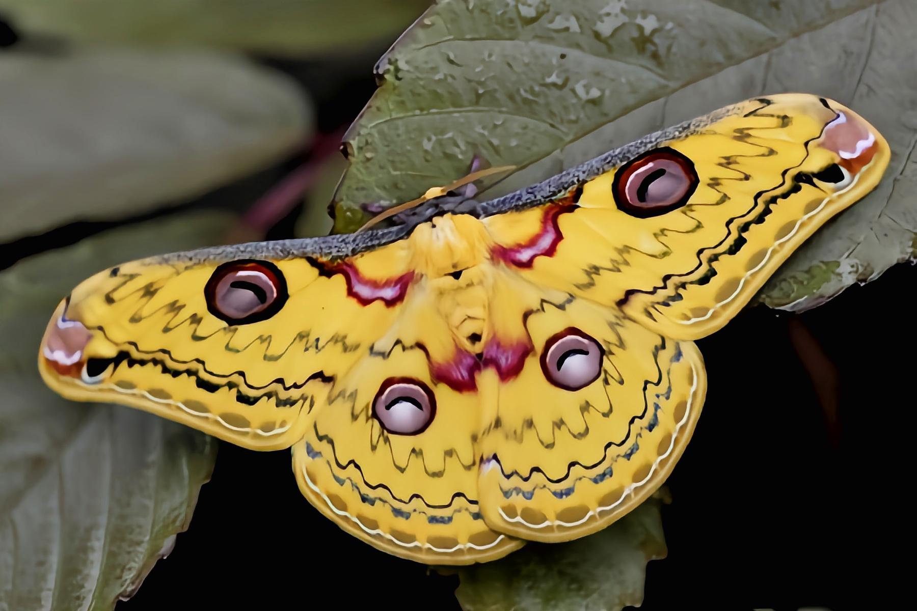 云安之城 的想法: 每天认识一种昆虫——粤豹天蚕蛾 | 粤豹天蚕蛾是鳞