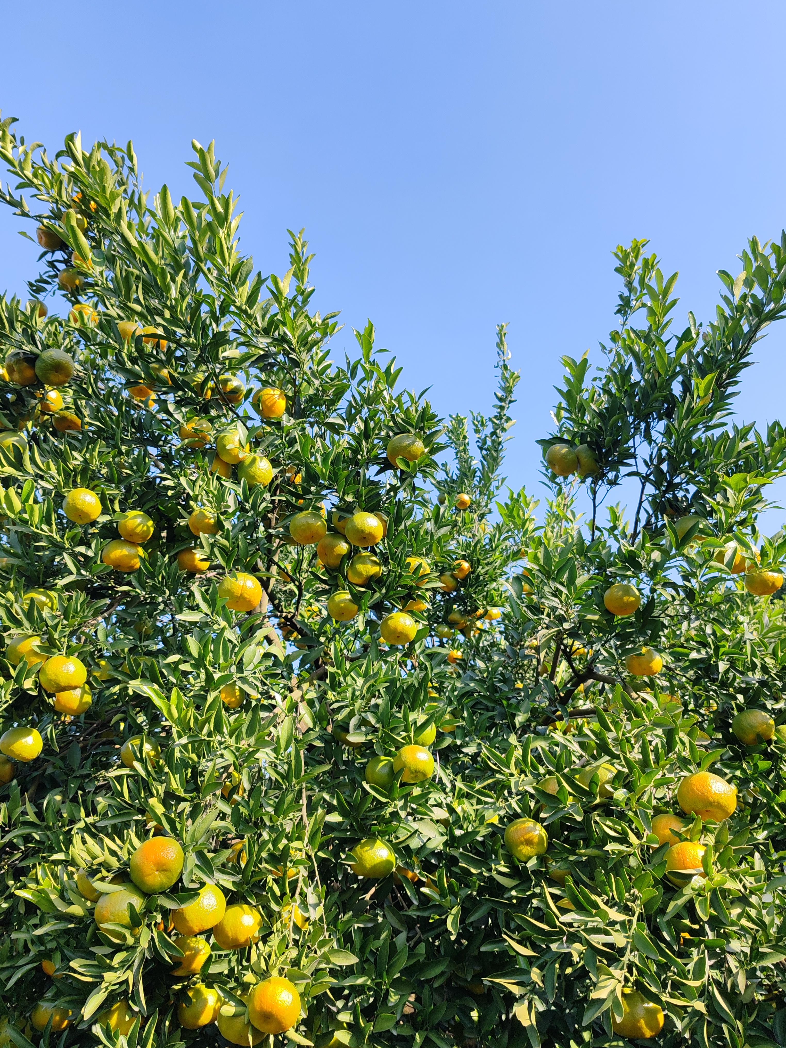 秭归橙子和水果 的想法: 椪柑 br>67慢慢转色了 br>67今年稀密度