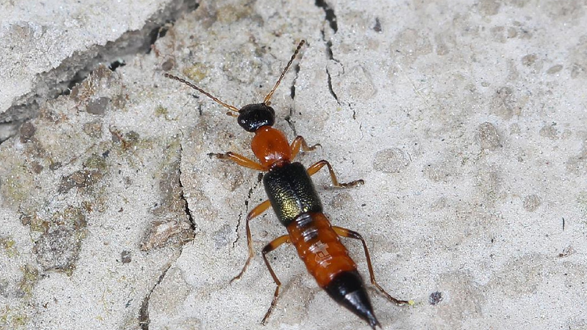 狂心顿歇 的想法: 隐翅虫也叫"影子虫","青腰虫",是鞘翅目隐翅虫科