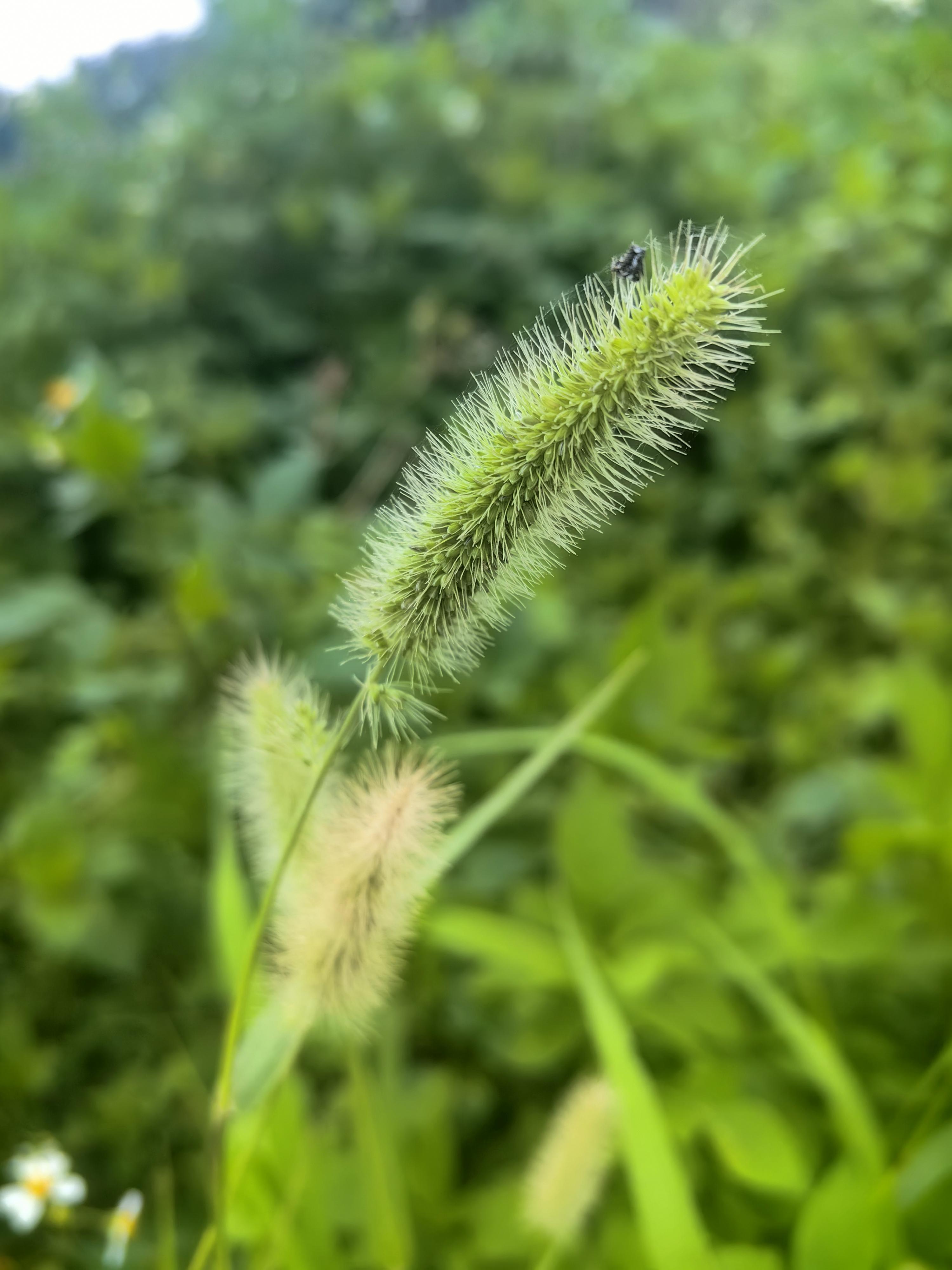 阿诶读书 的想法: 来自狗尾巴草的"诱惑"