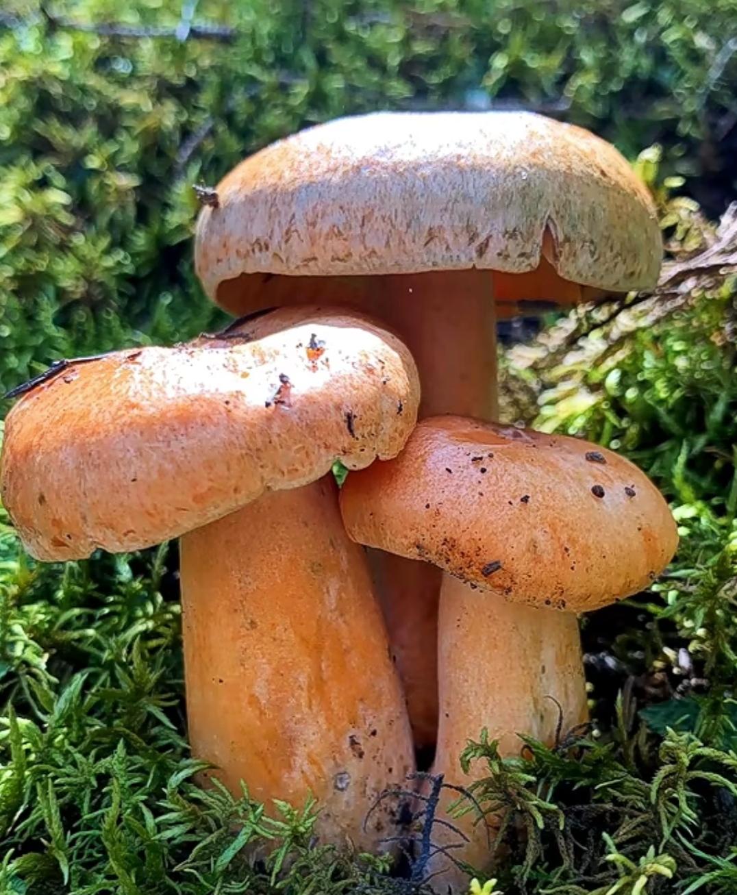 •🍄松板,是松乳菇里的一种深受人们喜爱的野生食用菌