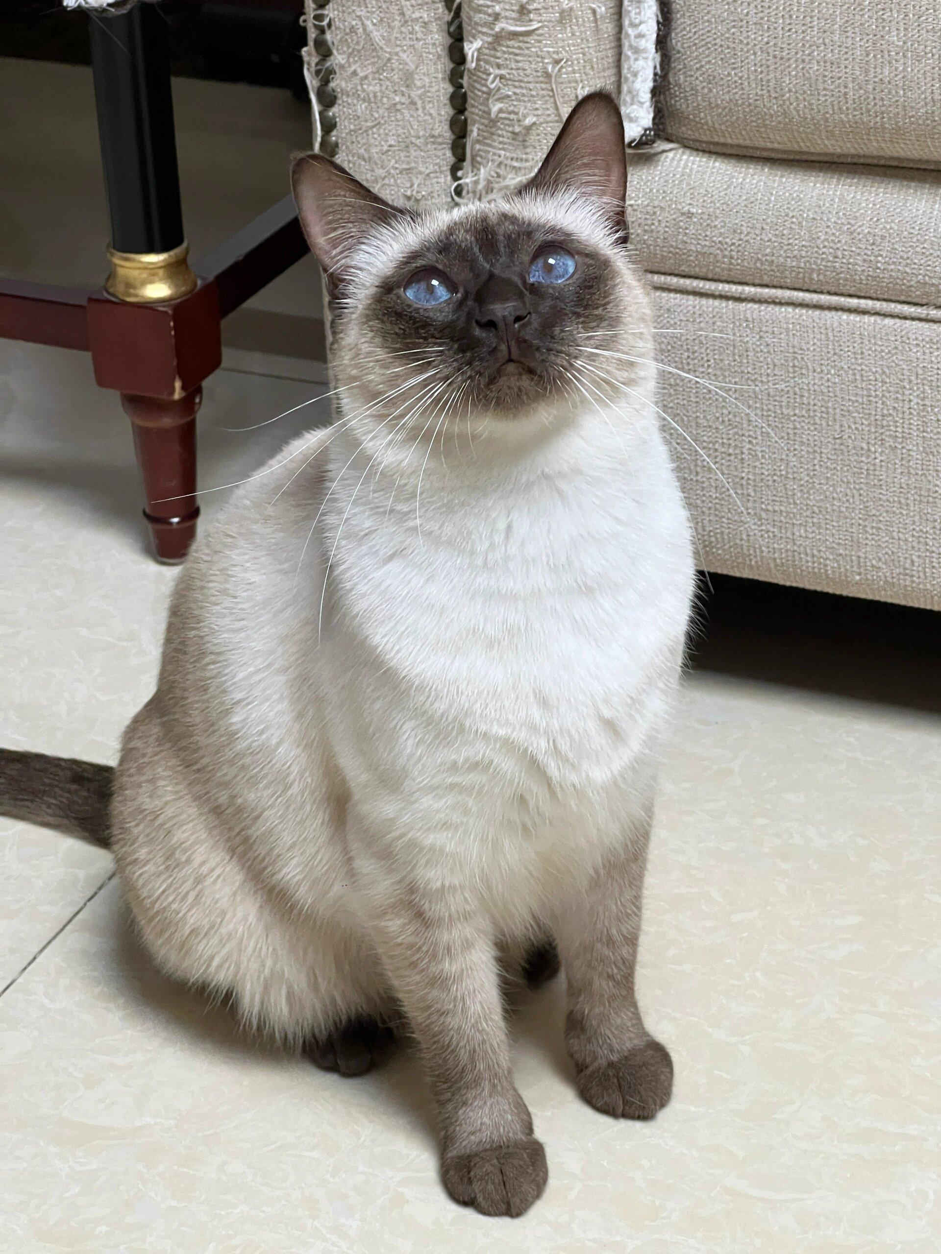 云上的小猫 的想法: 可爱的暹罗猫