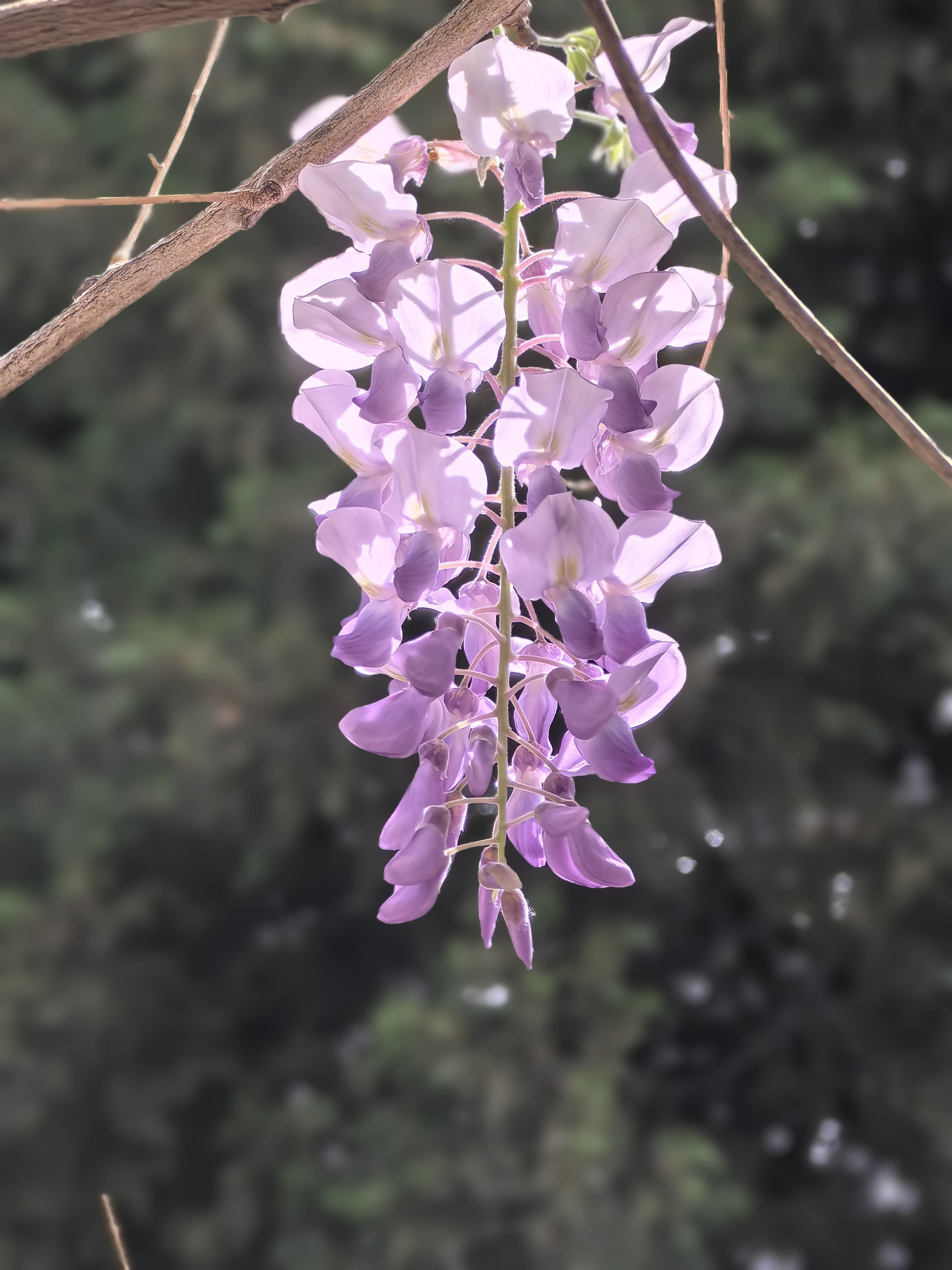 家有大懒猫 的想法: 紫藤花语 | 北京中山公园的紫藤花开了,虽然还没