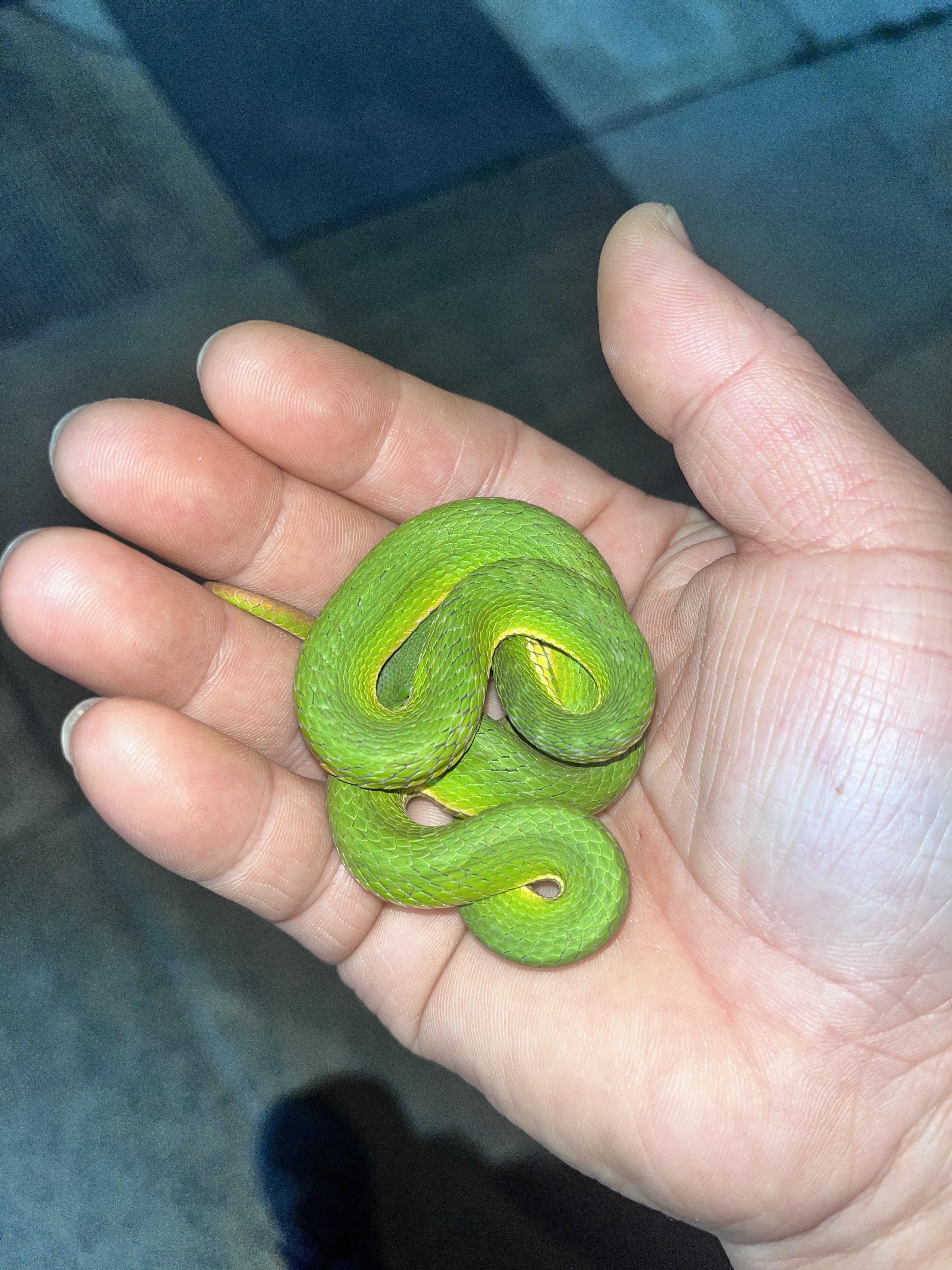 鹏城-往事 的想法: 美丽的毒物-竹叶青