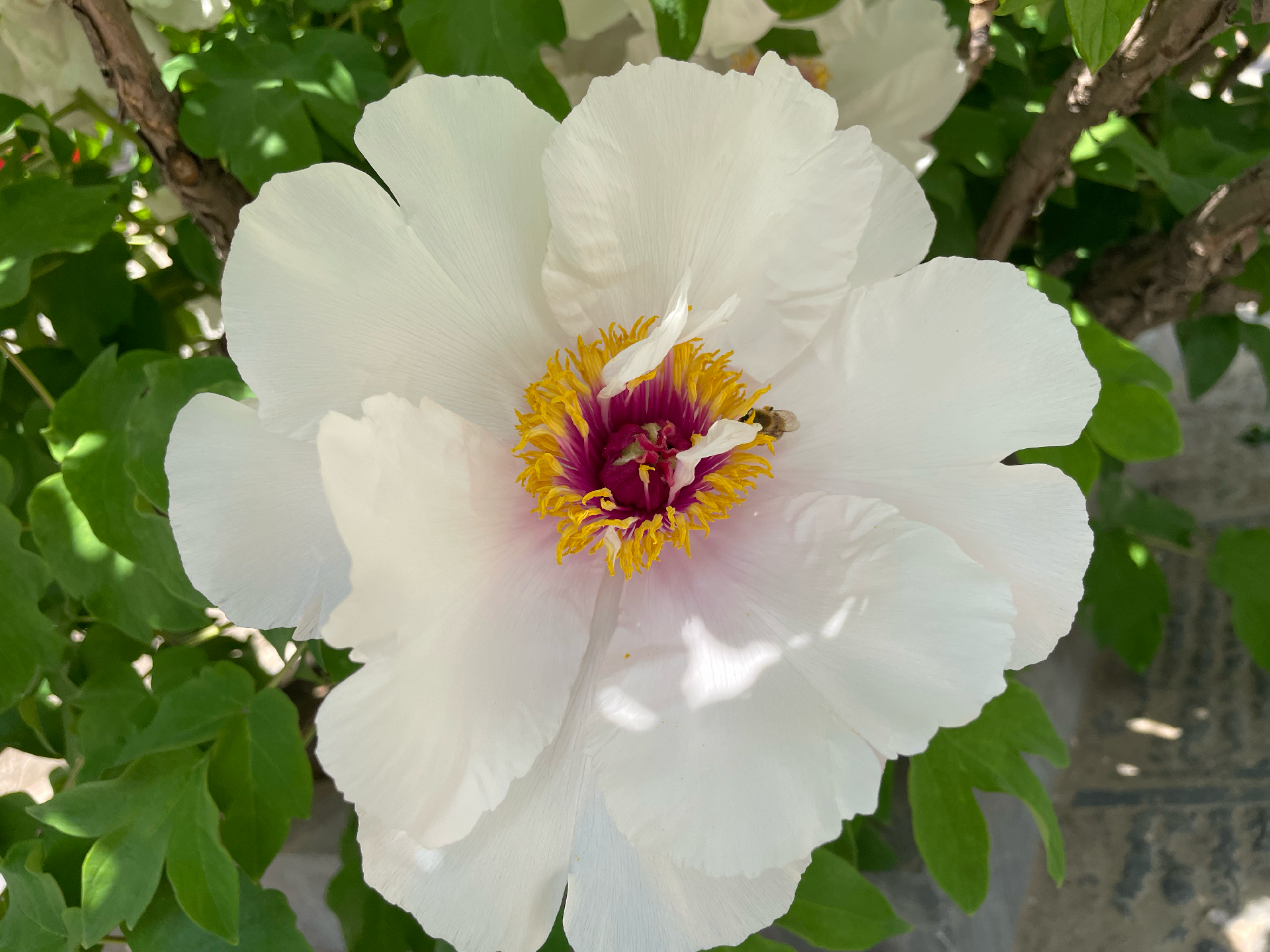 艾娃 的想法: 喜欢花花世界