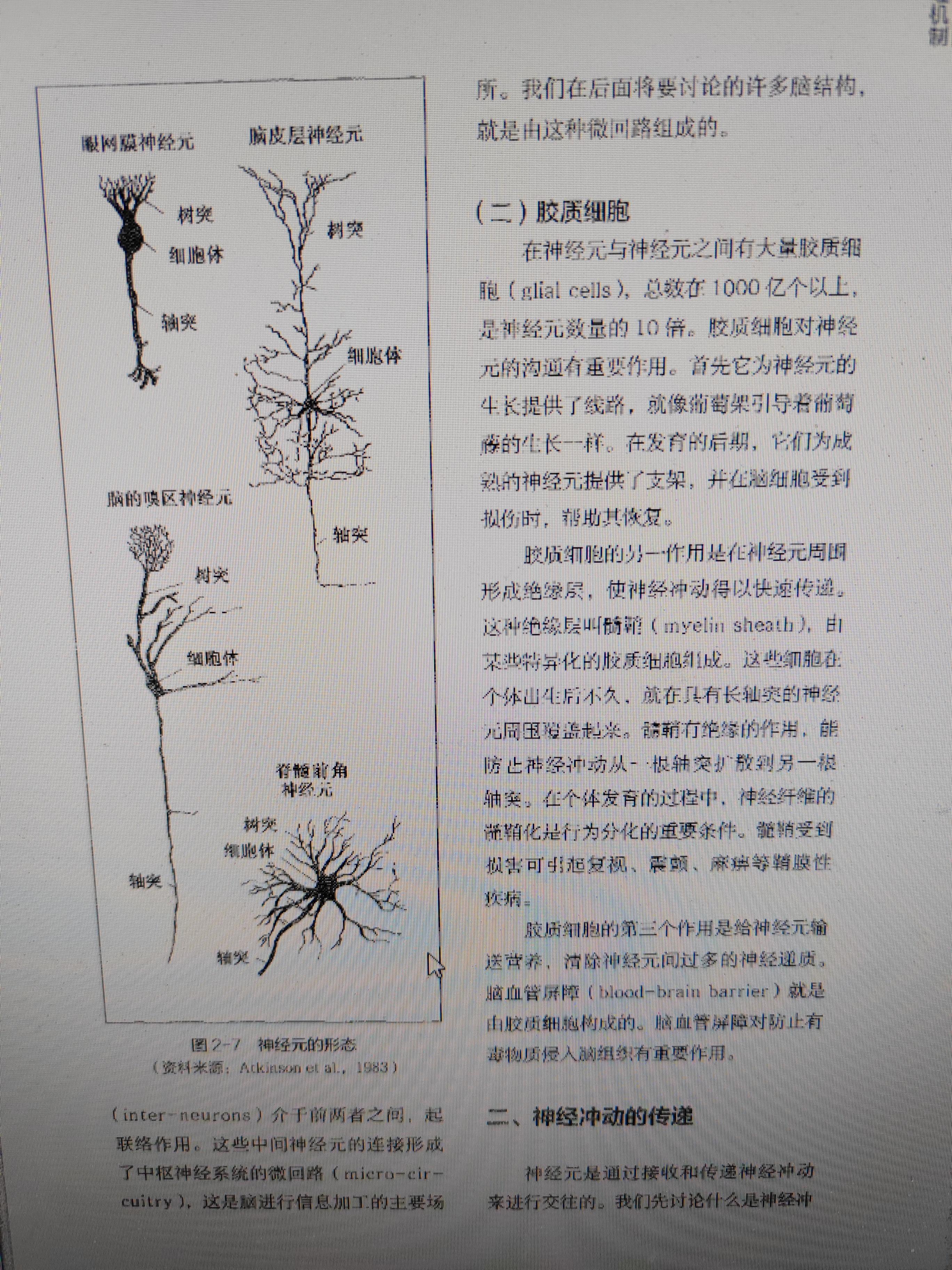 丁香 的想法: 普通心理学15 神经元和胶质细胞