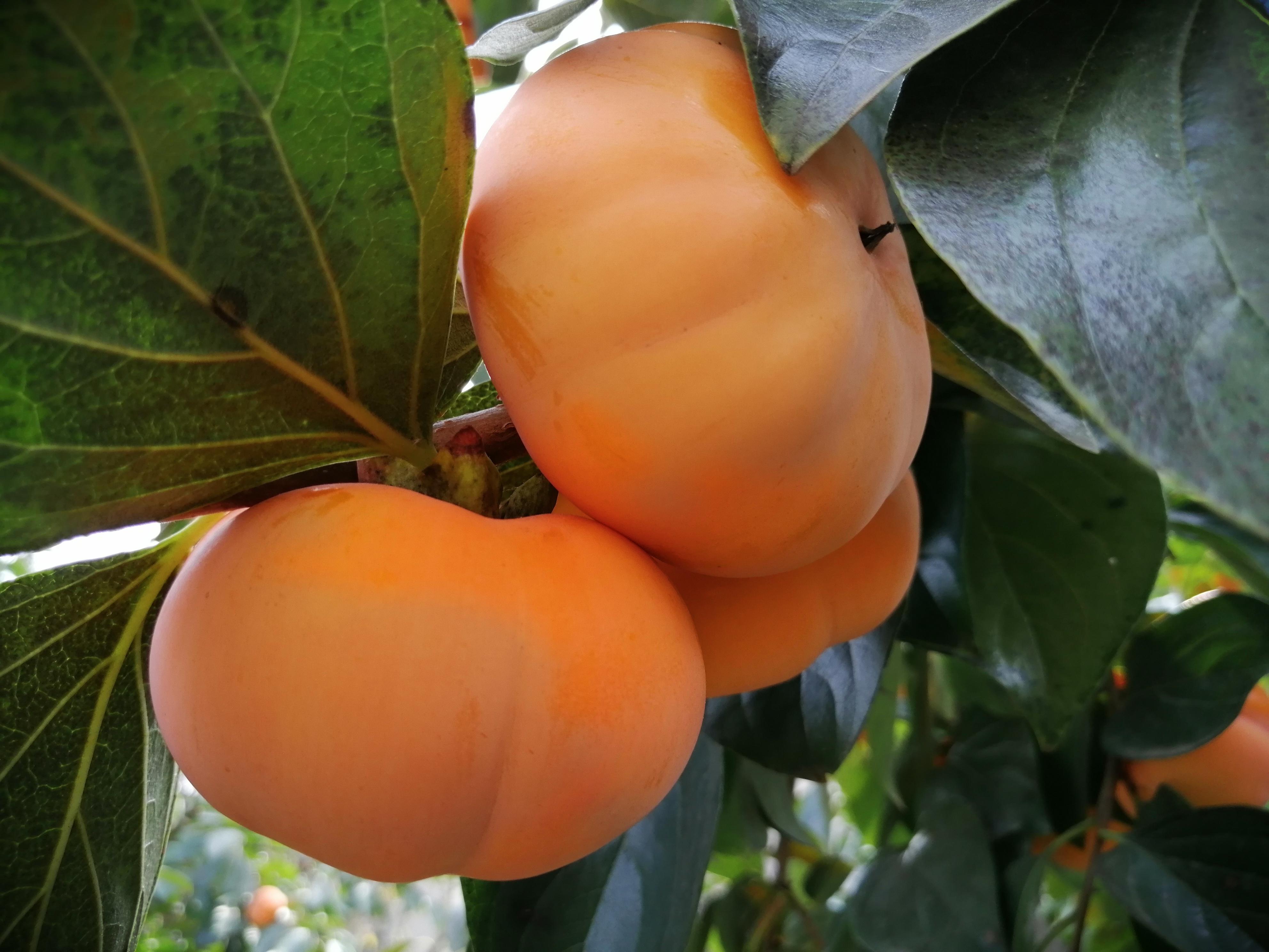 看风景 的想法: 秋天的柿子熟了 | 秋天丰收的季节,各种农作物和水果