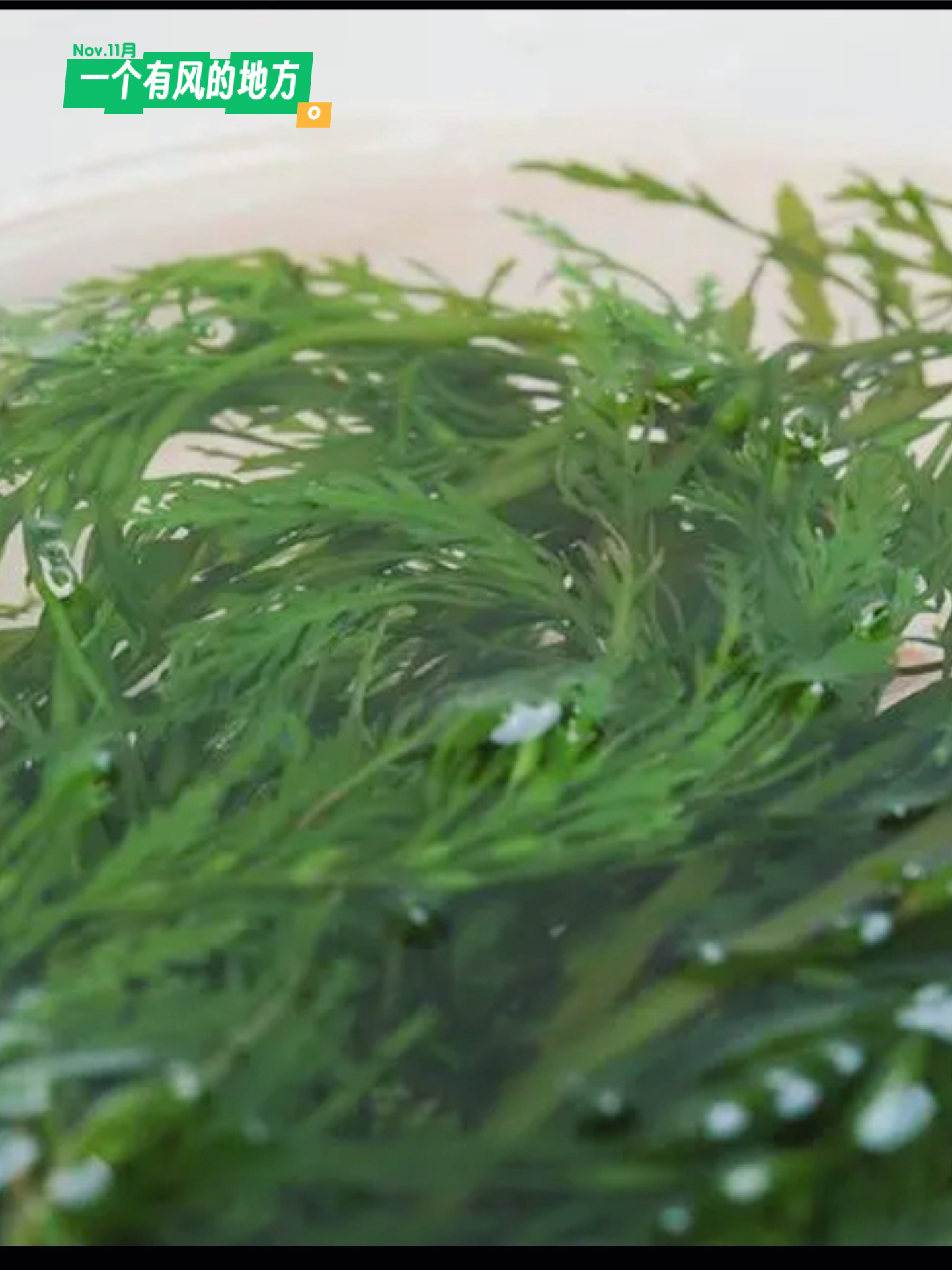 的想法: 马尾藻—龙宝美食分享站 | 作用 抗氧化物:马尾藻中还含有多