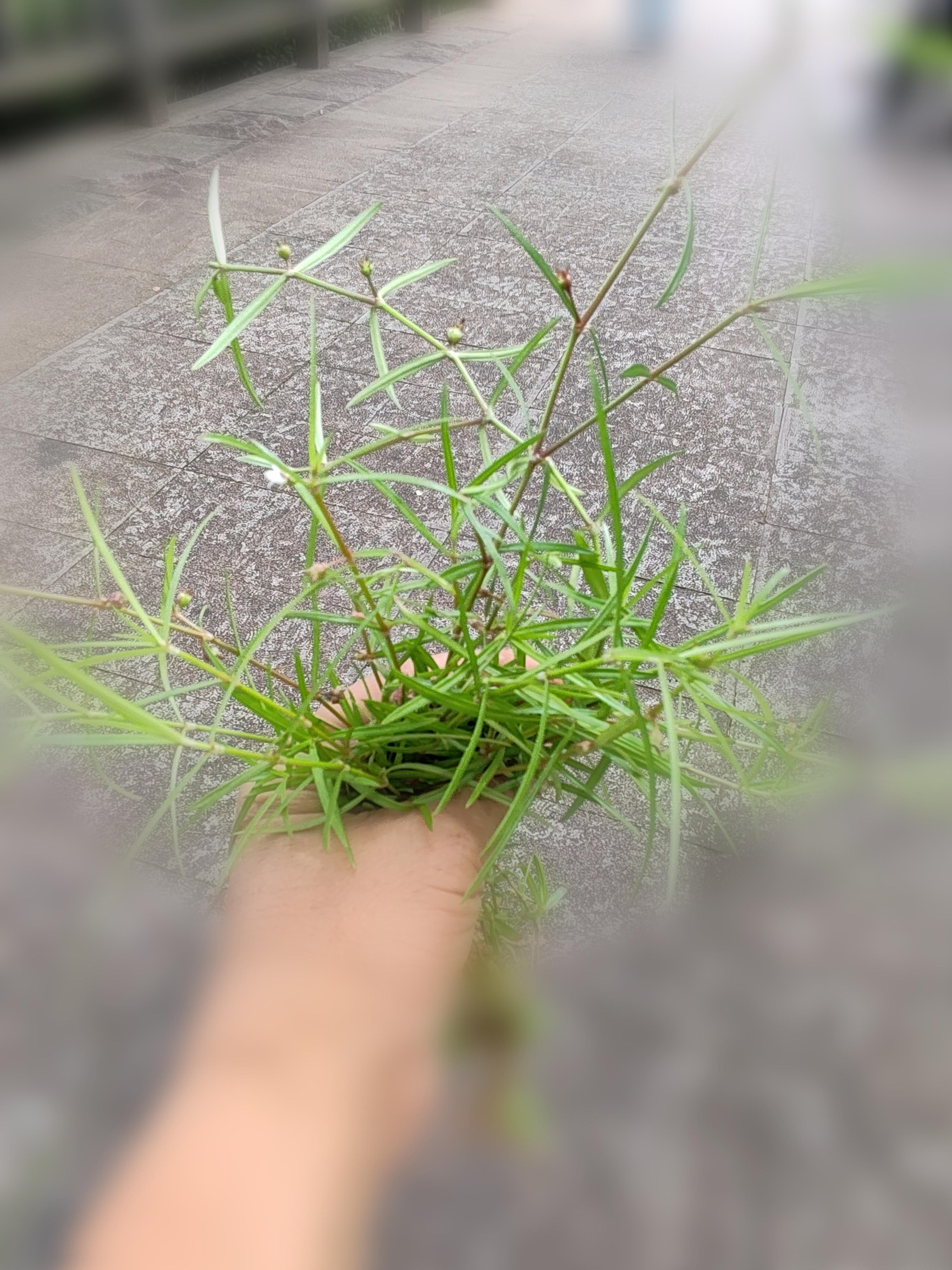 猫鹿 在文字的太平洋,以锄头镰刀为浆,泛舟彼岸 4人赞同了该想法