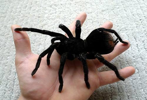 拔子 的想法: 蜘蛛不是昆虫.