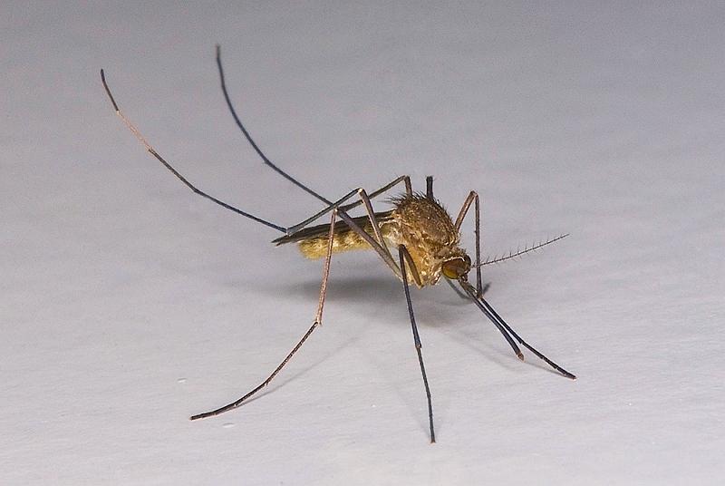 三眼乌鸦 的想法: 全球最广泛分布的疾病媒介：尖音库蚊（Common house mosquito /家蚊） | 尖音库蚊复合体（Culex ...