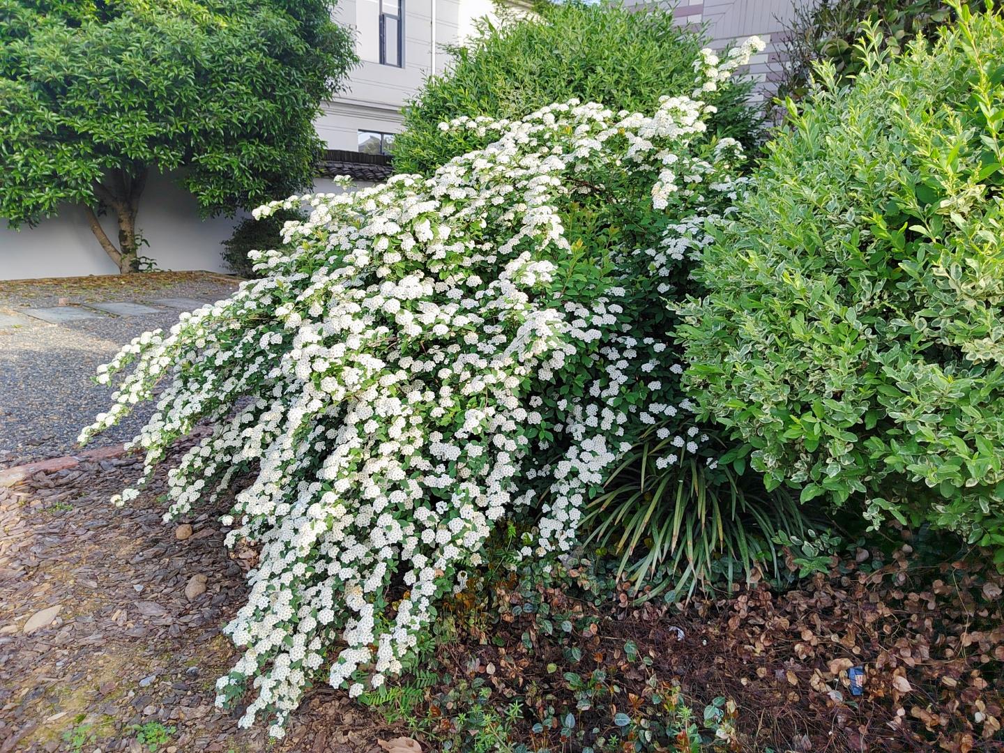 园艺师的世界 的想法: 花园里的小手球花 | 小手球,学名麻叶绣线菊