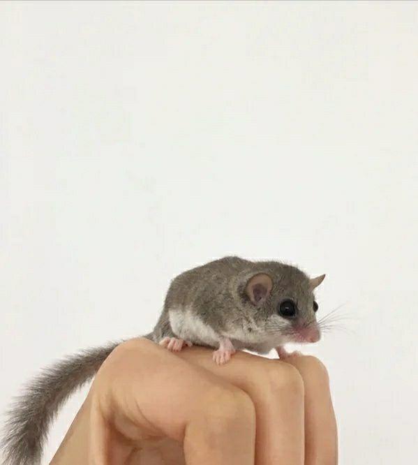 乾雨 的想法: 拇指鼠 | 拇指鼠指鼠(英文名:finger mouse)是一种可爱