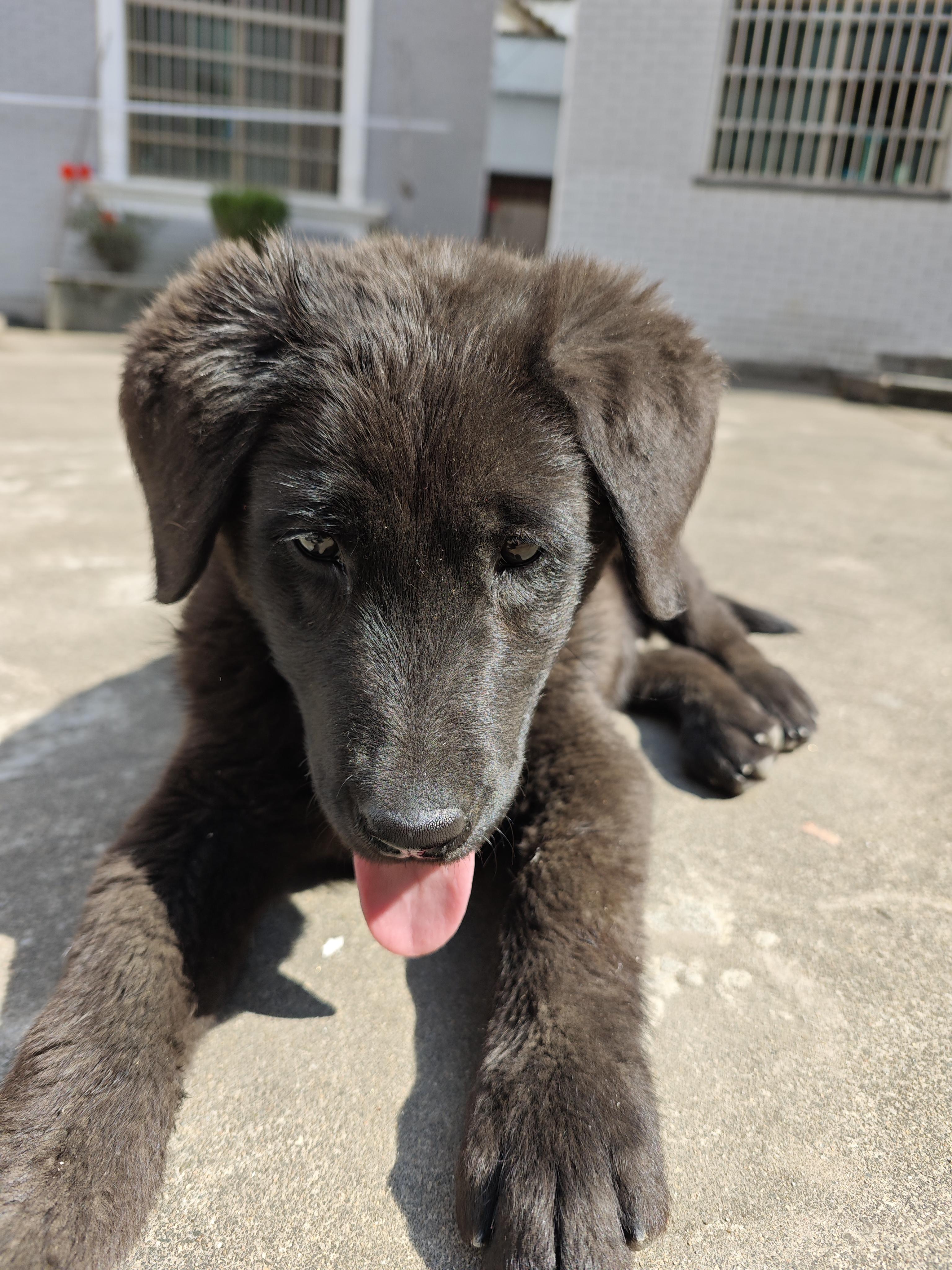 老煌冻 的想法: 温顺的小狗狗