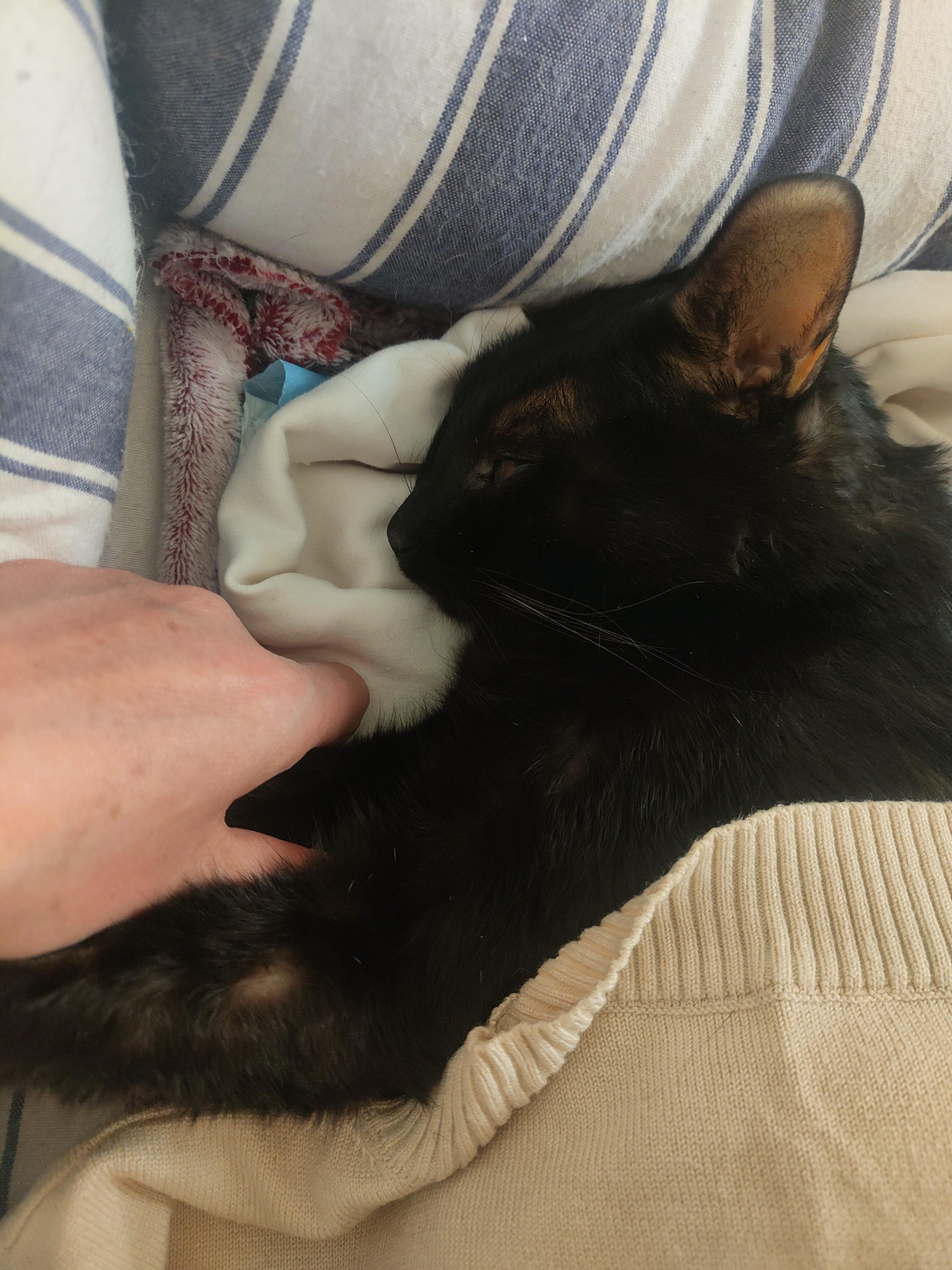 城市使行者 的想法: 我的猫咪黑宝 | 因为有父母,女儿,家里还有四个