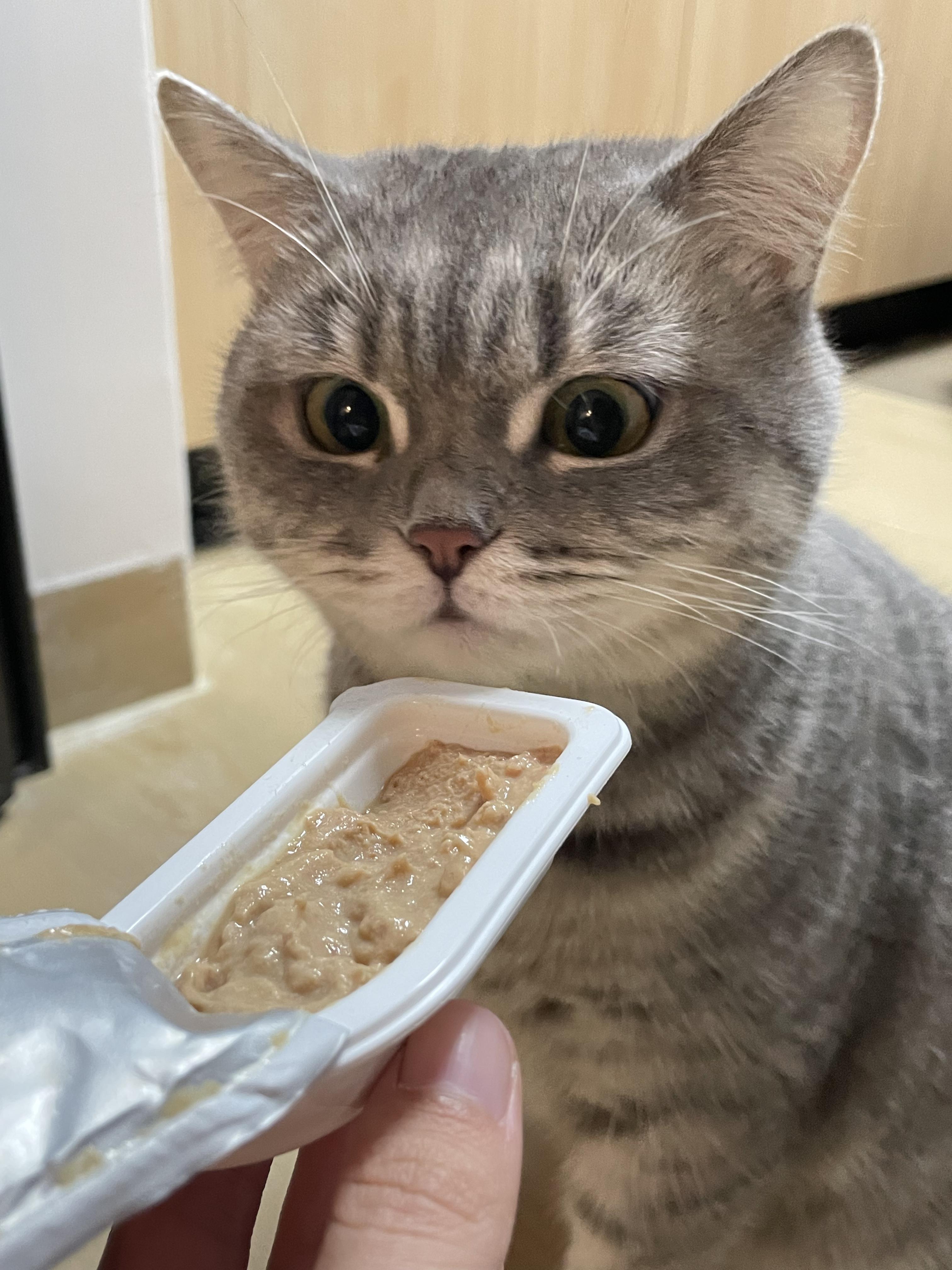 论如何养出一个油光水滑的猪之前好多养猫的朋友问我家是怎么喂猫的