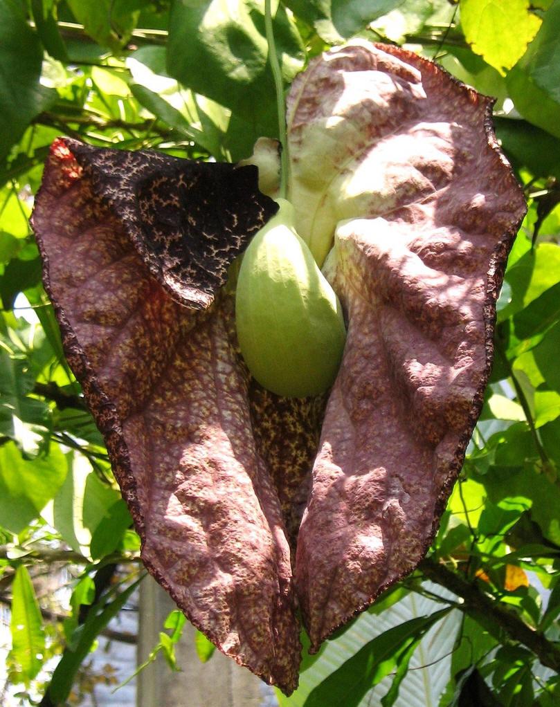 爱花的小三金 的想法: 马兜铃是马兜铃科马兜铃属多年生攀援藤本植物