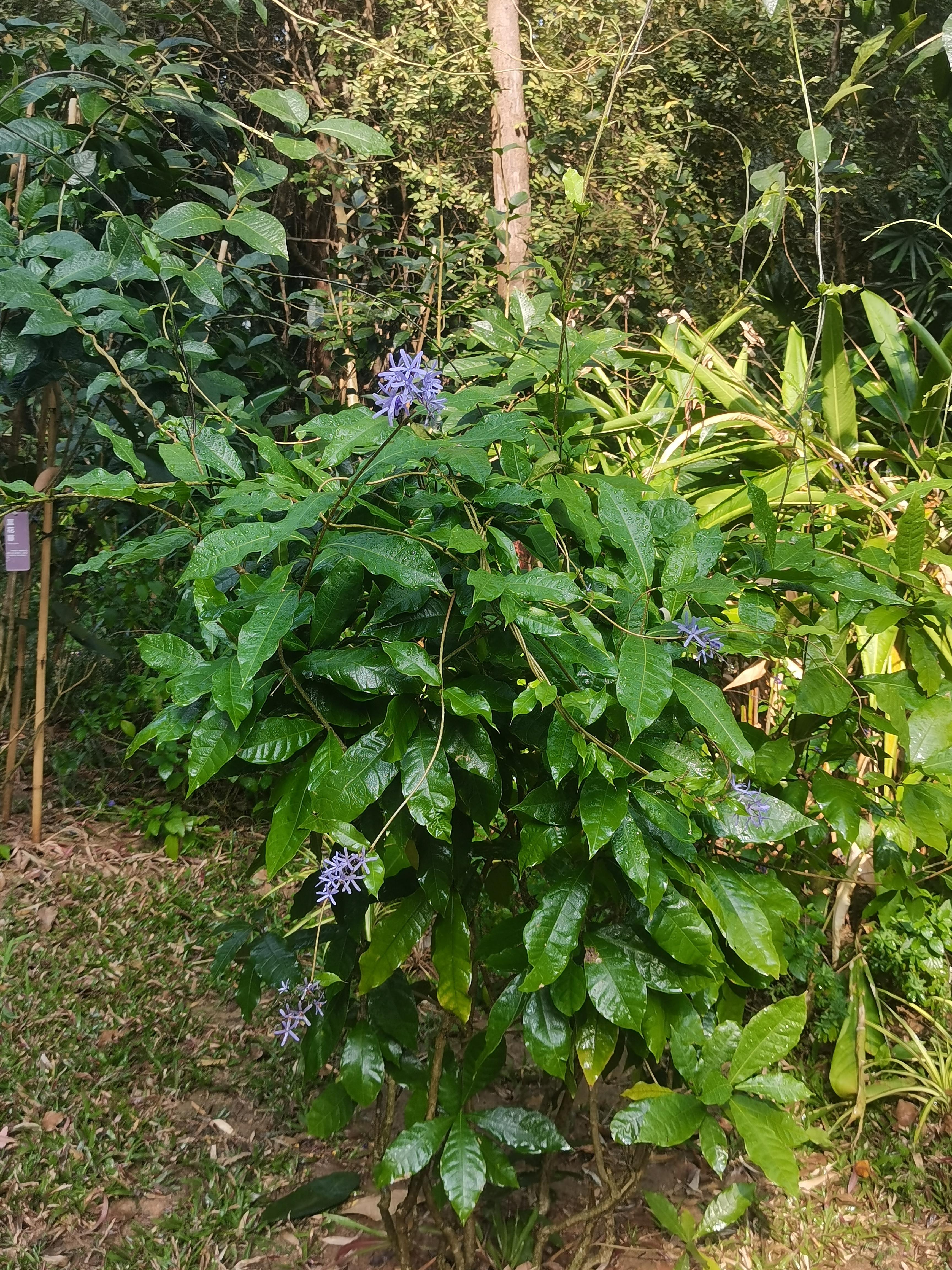 是马鞭草科,蓝花藤属木质藤本,长达5米,叶对生,革质,触之粗糙,椭圆状