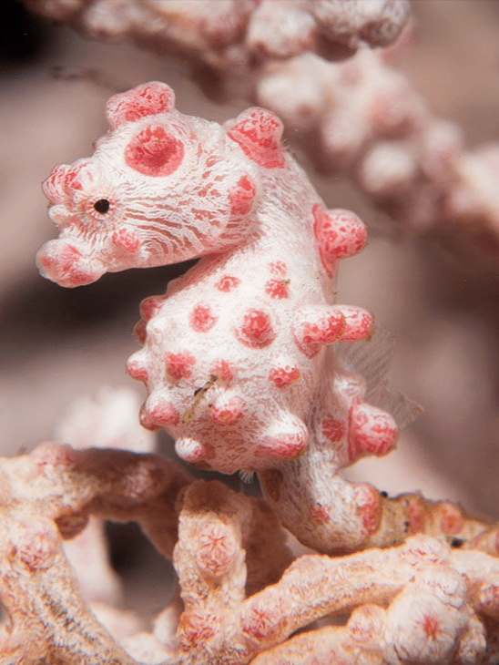 梦幻芭莎-阿婷 的想法: 豆丁海马