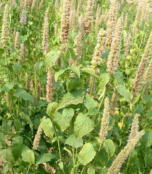 想念家乡的味道…野苏子,在日本竟然没找到,这个种子以前还真没