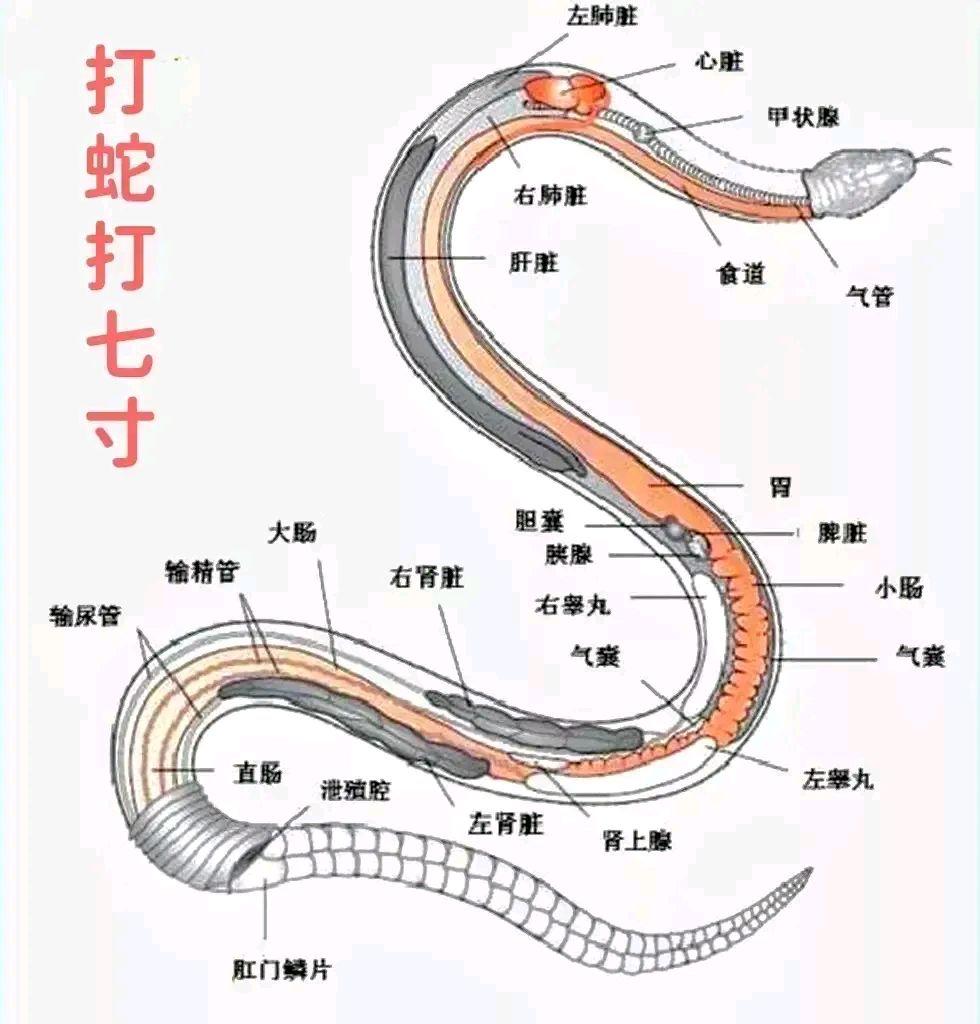 原来蛇的七寸这么重要