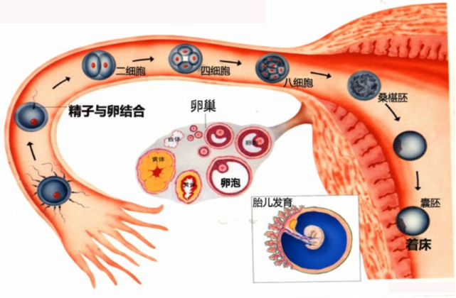 很多准妈妈在期待宝宝降生,却得知胚胎停育了