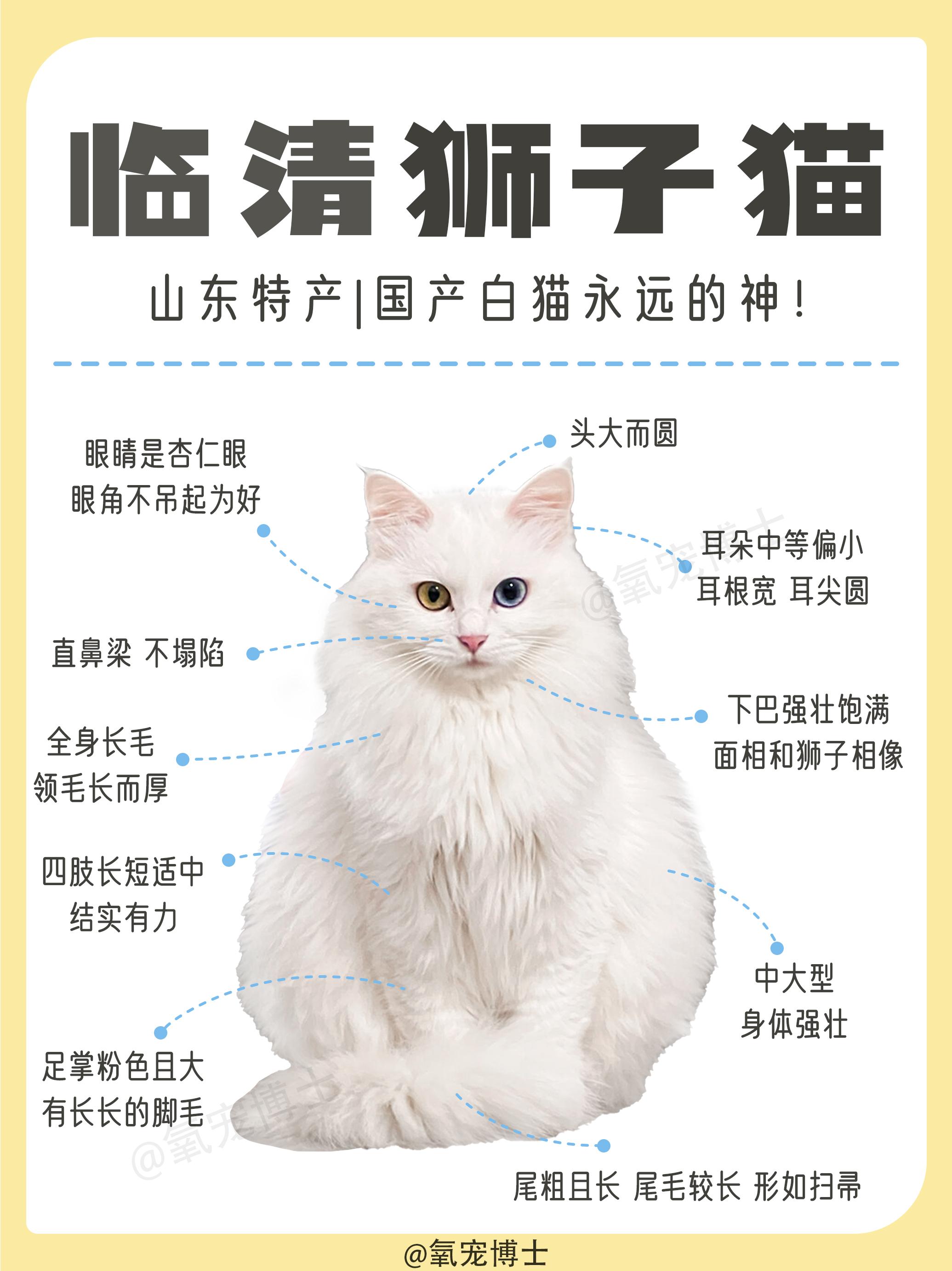 临清狮子猫价格图片