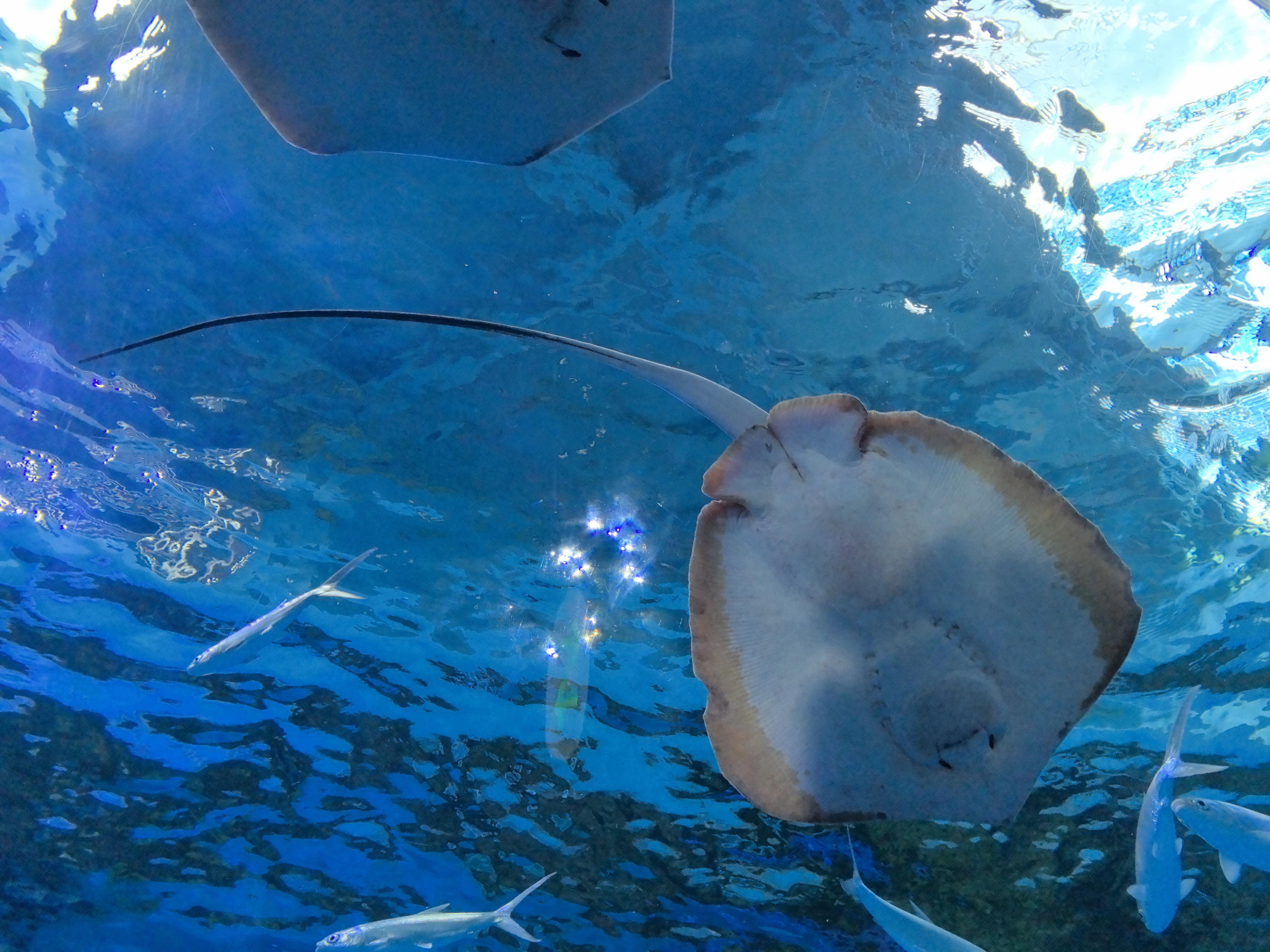 八零回忆 的想法: 这天气,只有鱼会快乐!