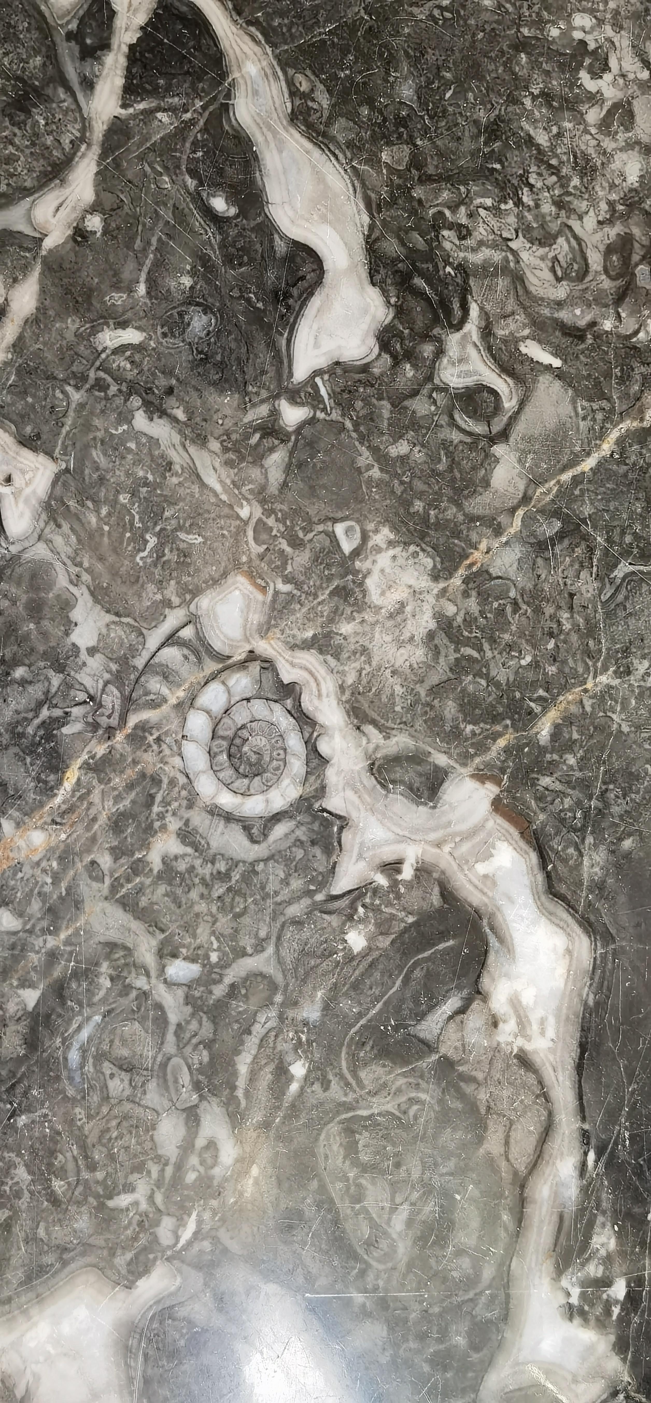 知乎用户grncv2 的想法: 大理石这个蜗牛形状的图案是化石吗?