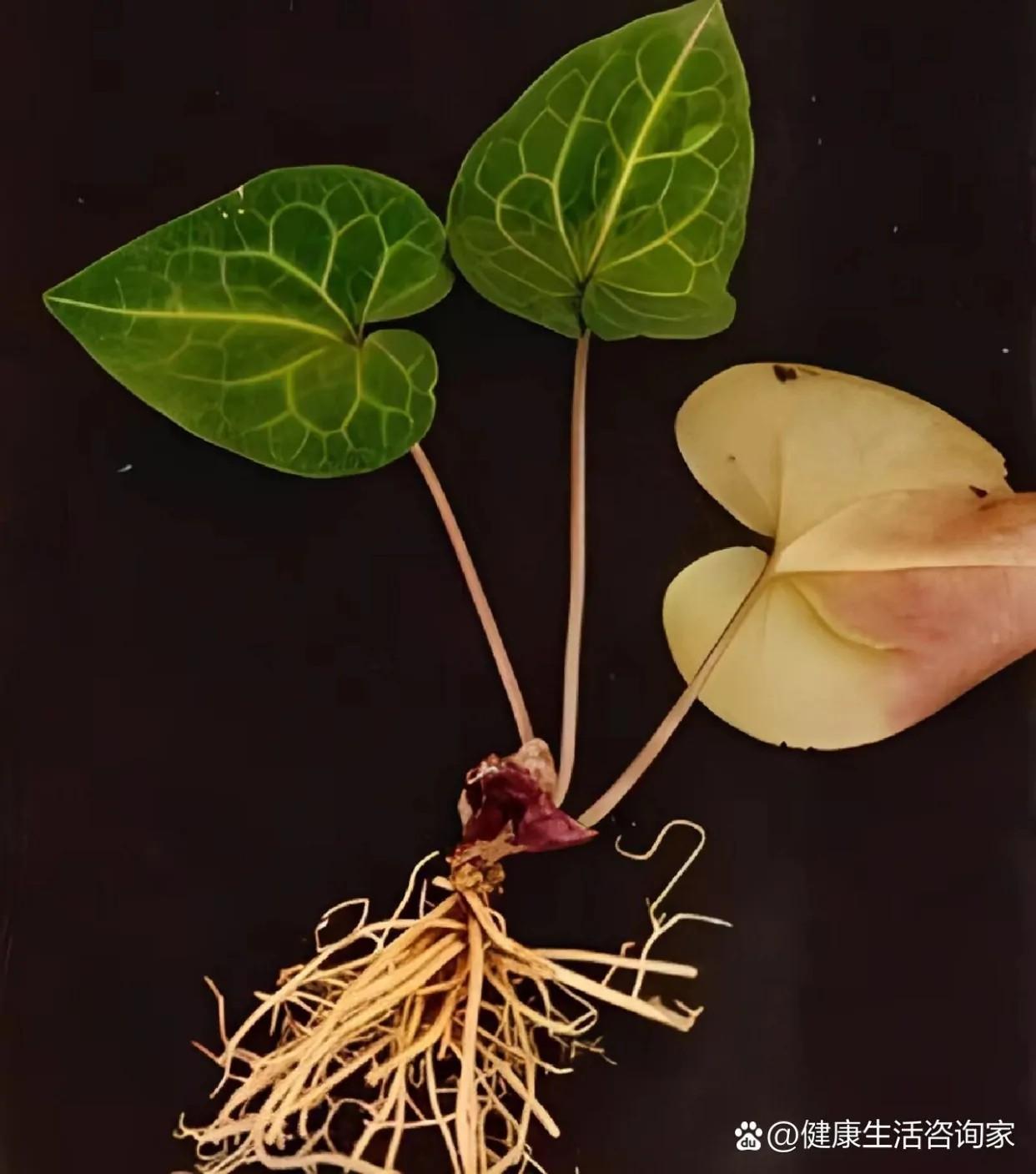 的想法: 中药细辛 | 【细辛】 br>【别名】 br>华细辛,白细辛,金盆草