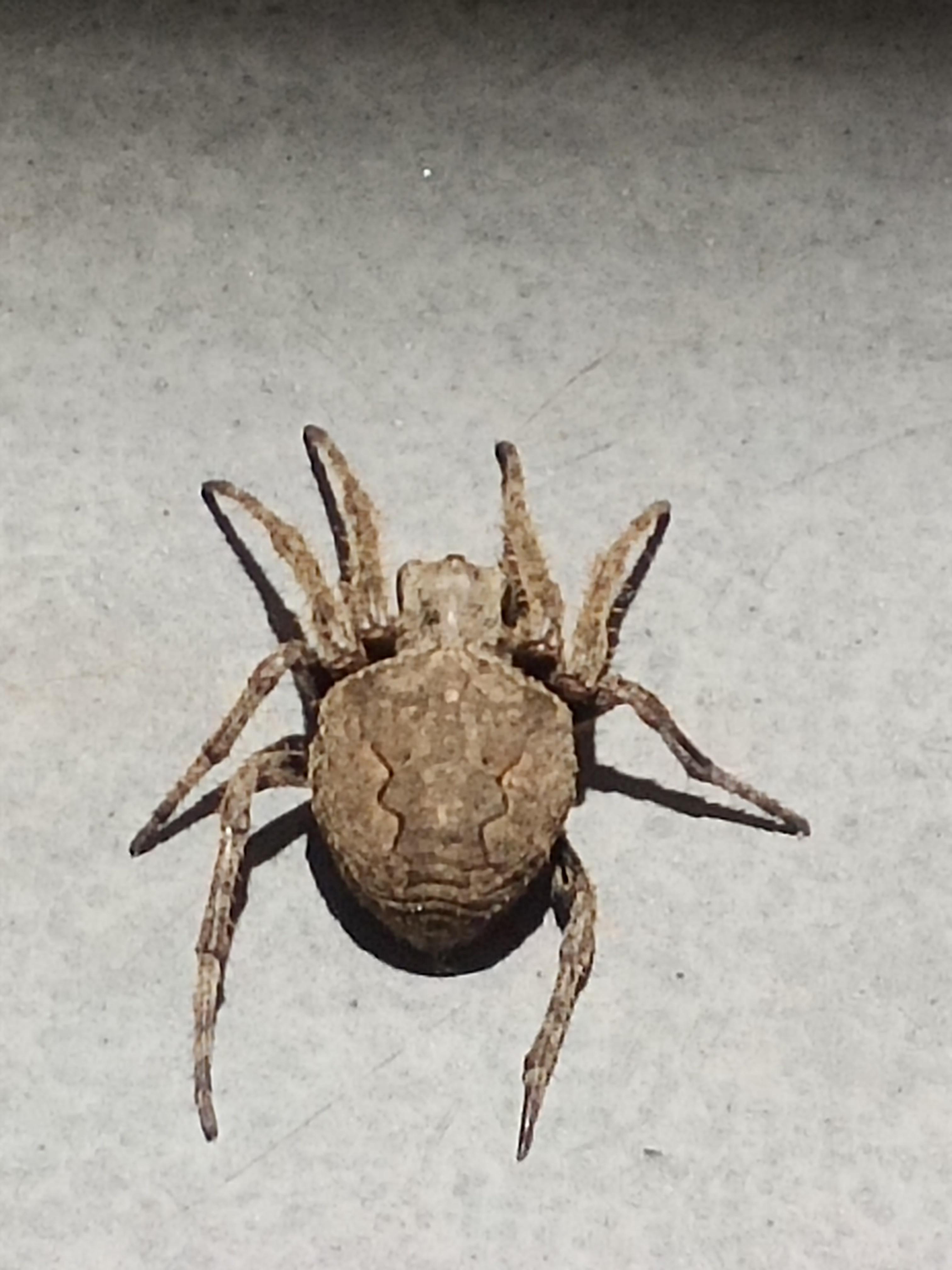 好手段 的想法: 蜘蛛