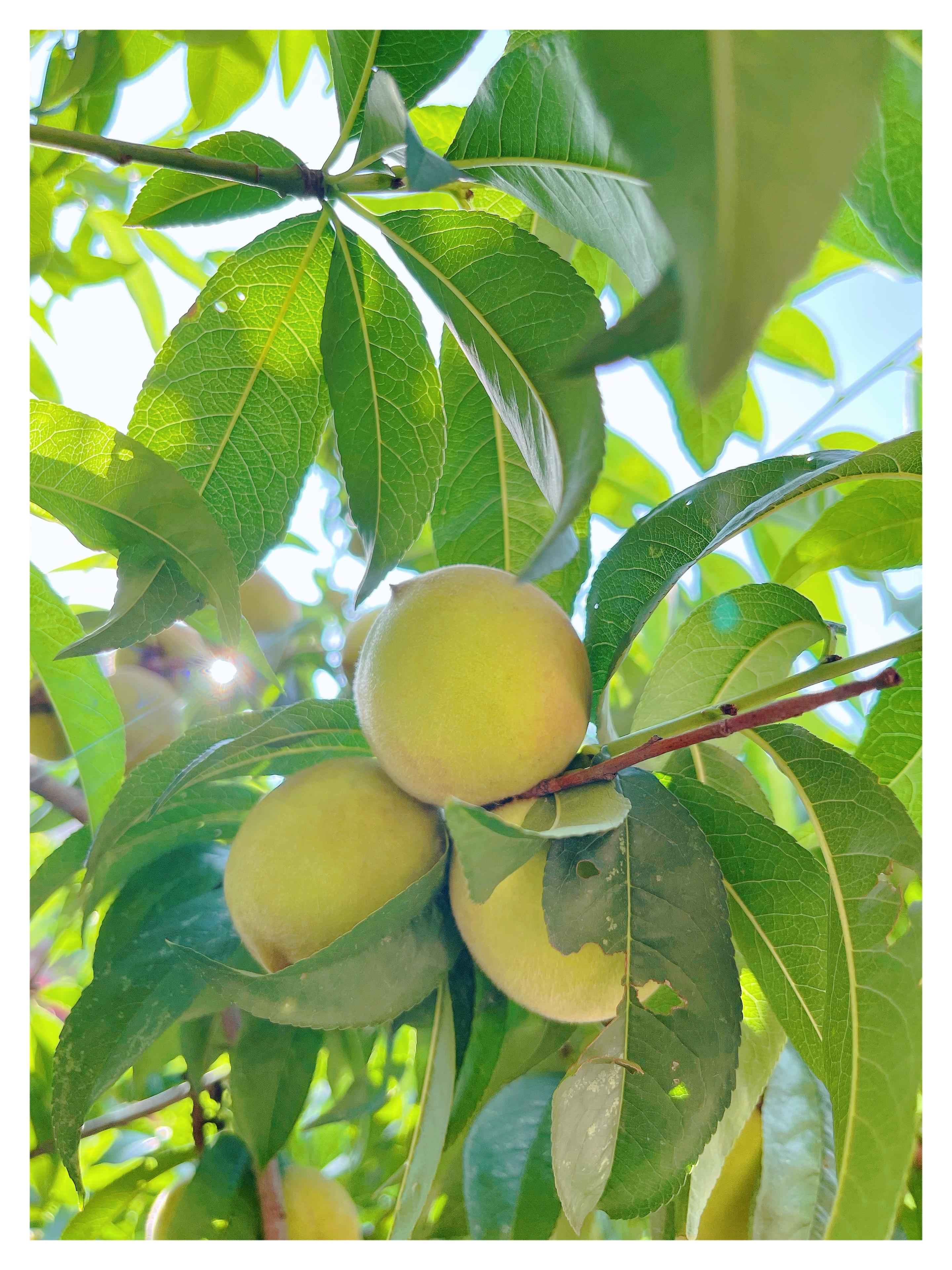 微微一勺 的想法: 盛夏的果实 | 92 分享我的摄影作品:盛夏晚晴天 