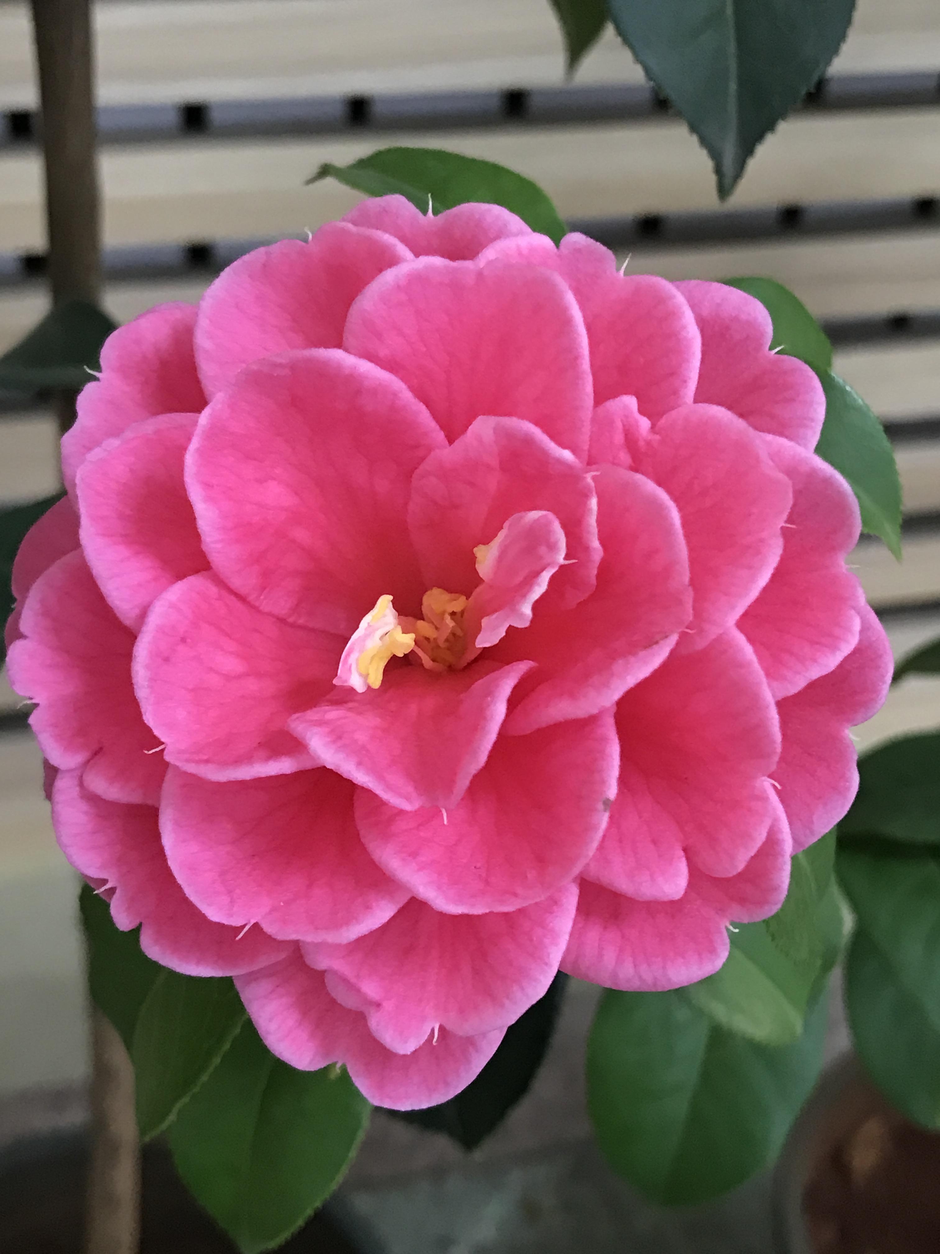 栀子花医 的想法: 快过年了,家里茶花盛开,大家觉得漂亮吗?