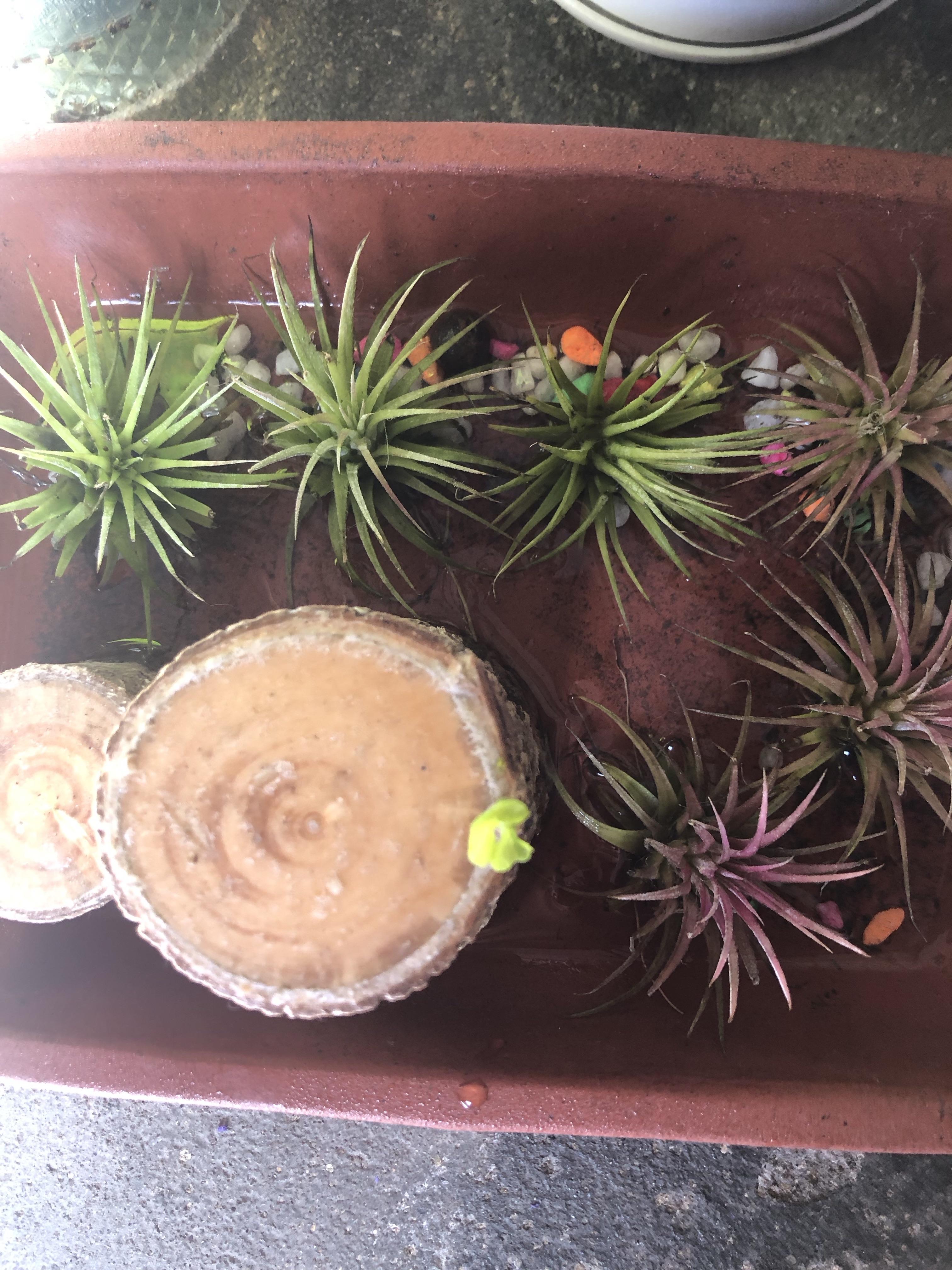 青蛙学跳高 的想法: 发芽了 | 巴西木确实好养 br>买来一个月左右 br>