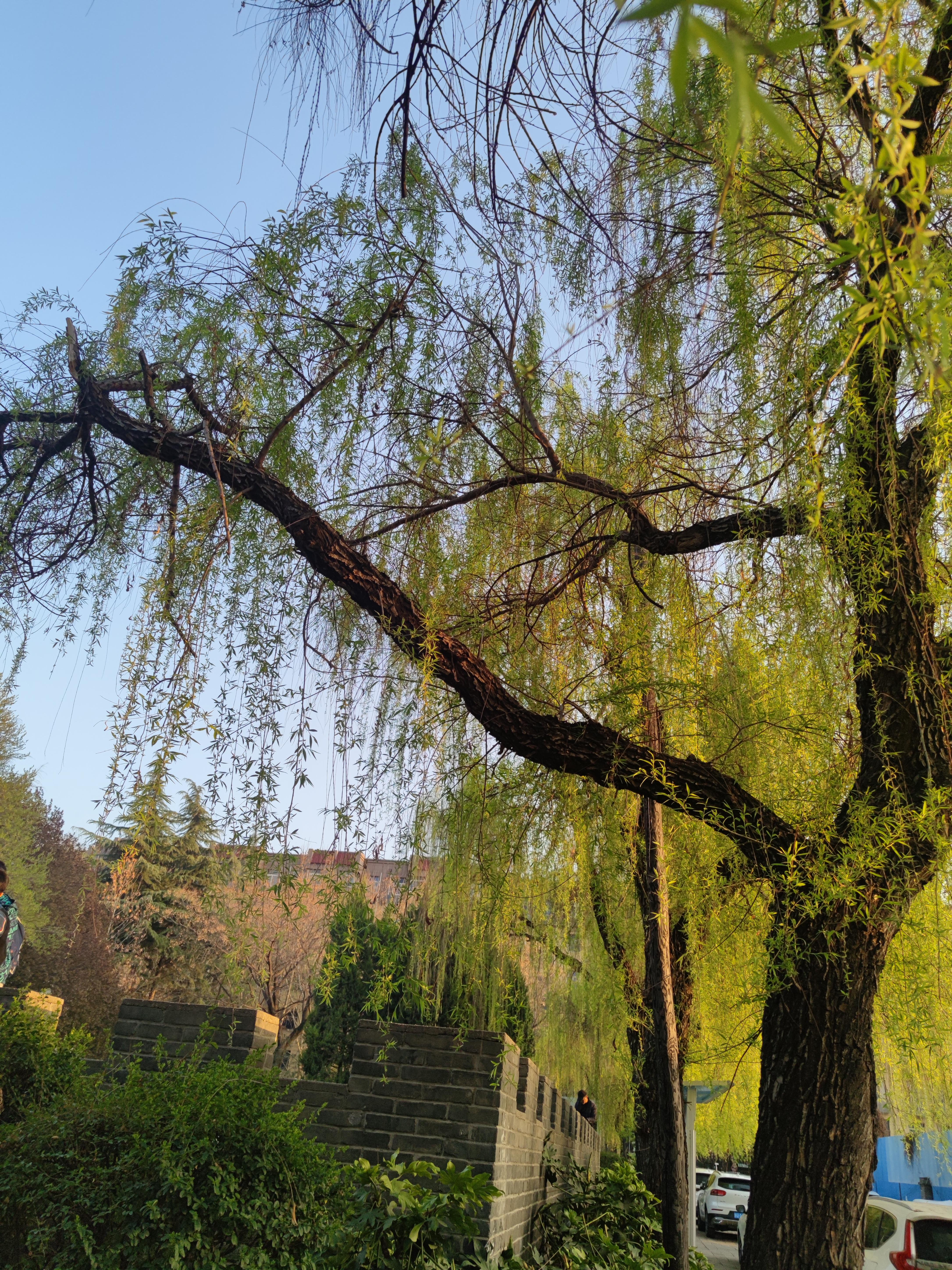 春天的柳树 | 春天的柳树,它宛如优雅的舞者,在和煦的春风中摇曳生姿