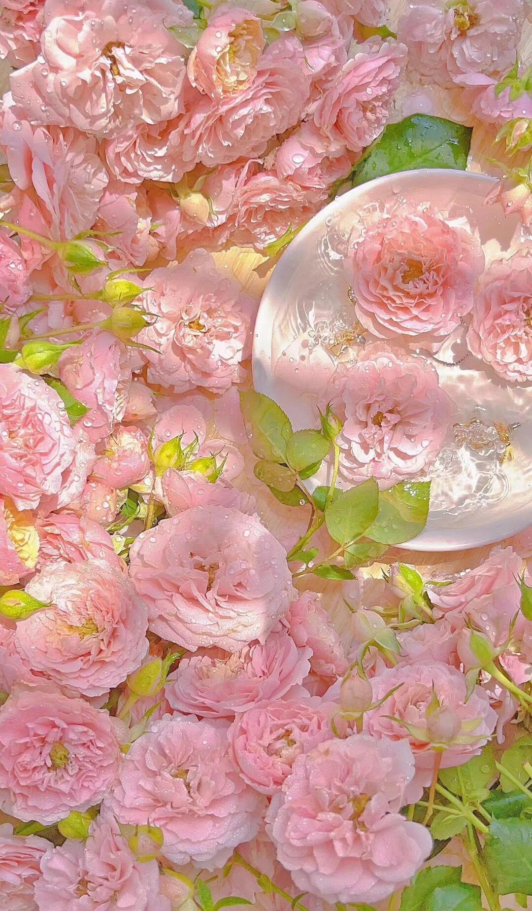 光芒万丈下的玫瑰,浸染一层厚厚的橘粉色,即便