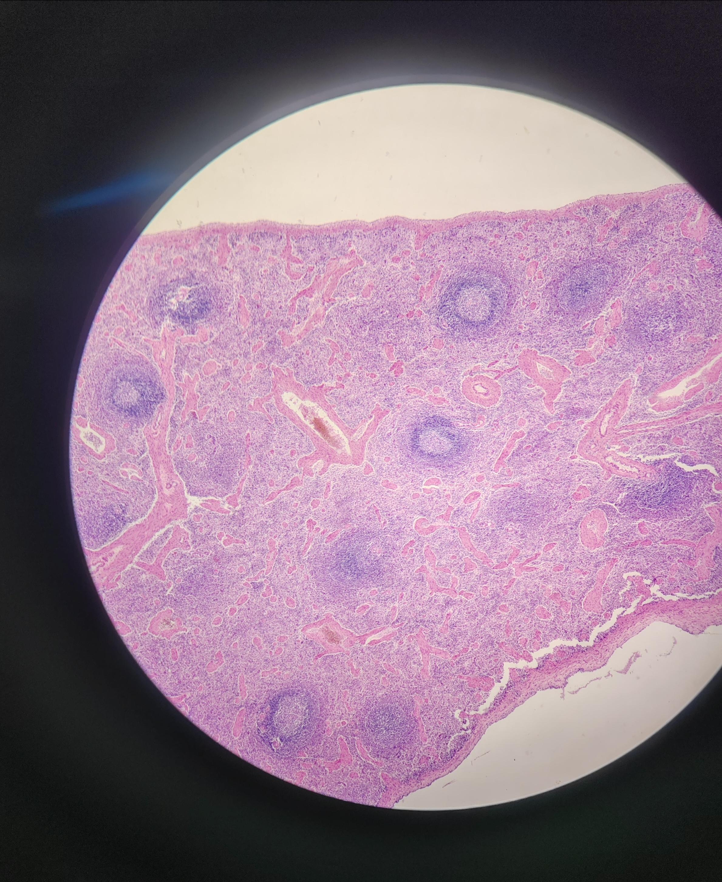 稚水 的想法: 组胚切片