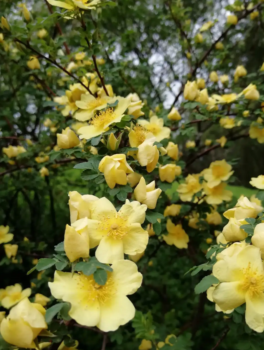 黄刺梅花期图片