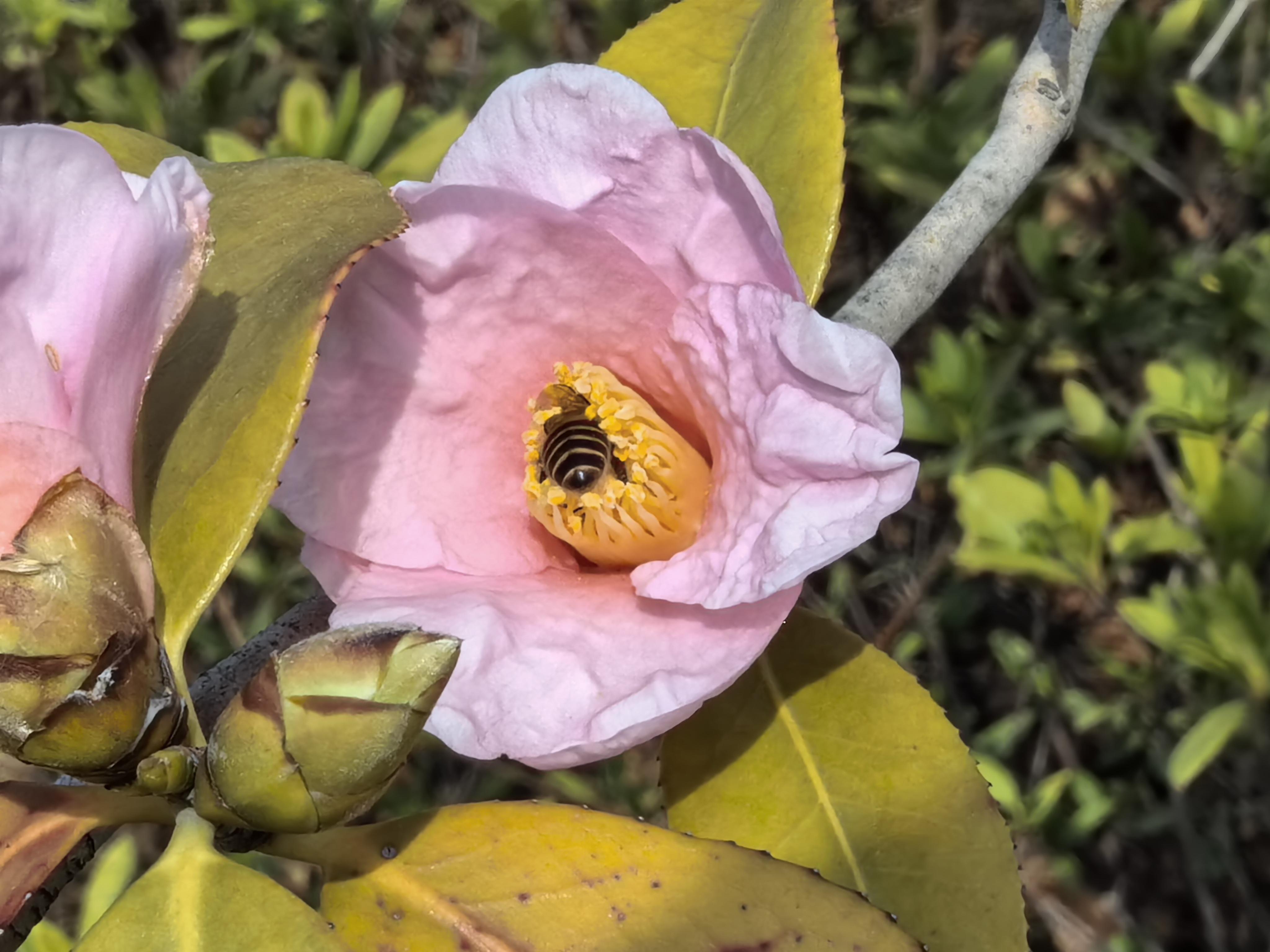 梦到很多蜂蜜和蜜蜂(梦见很多蜜蜂还有蜂蜜)