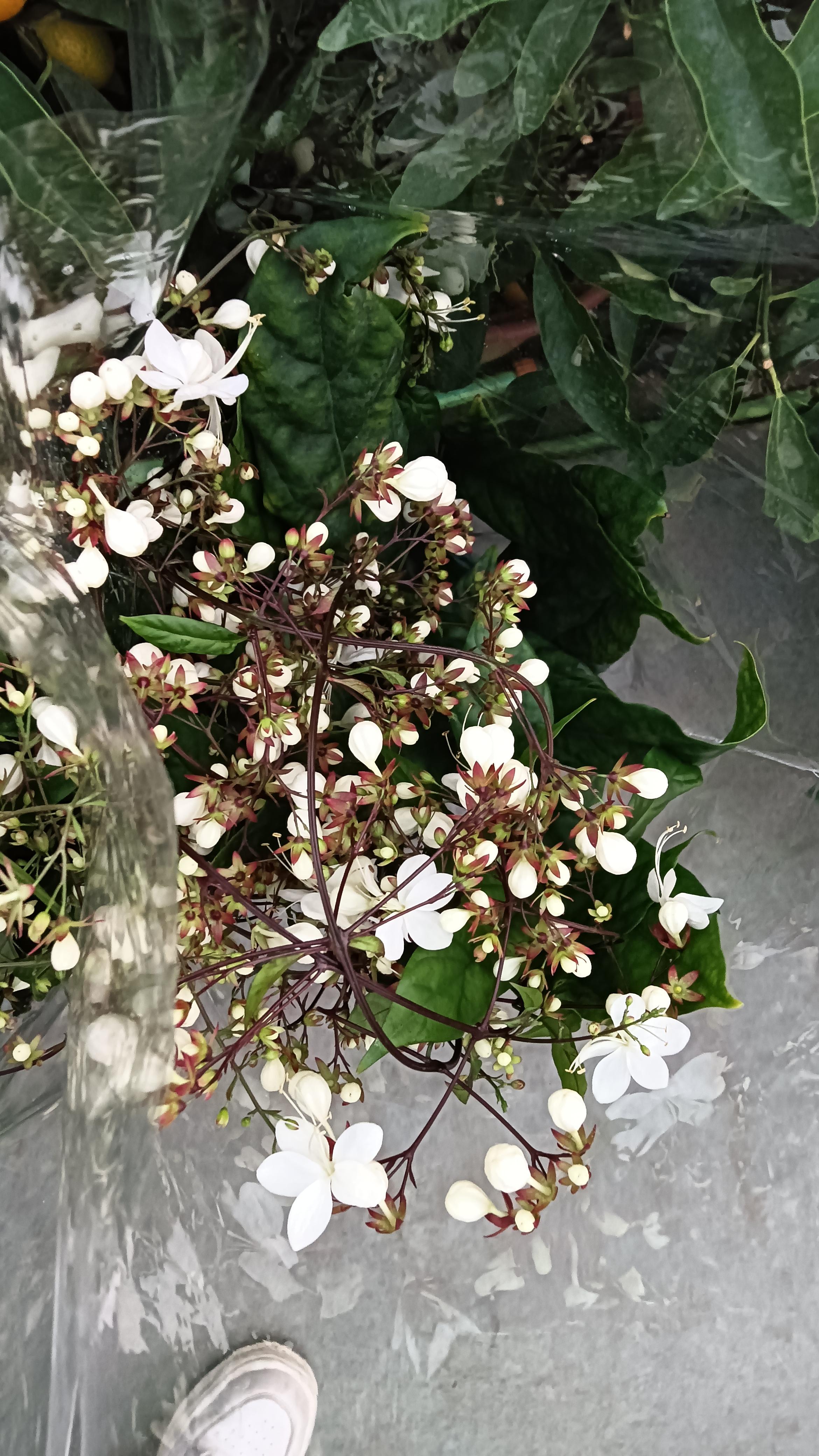 我想我是海 的想法: 头一次看到蓝莓花