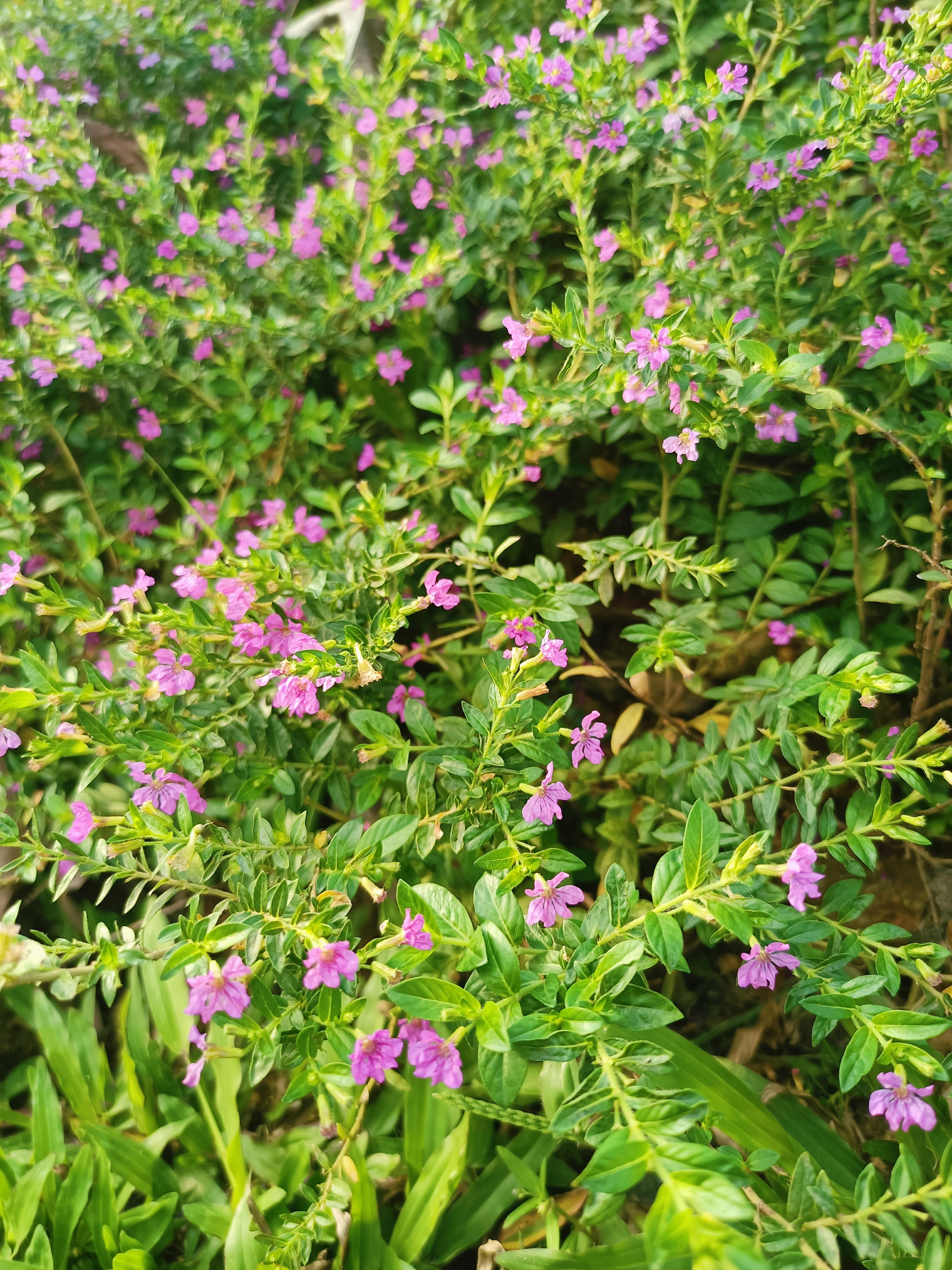 小萝菇 的想法: 路边的紫色小花 | 紫色的小花盛开在路边的花坛里