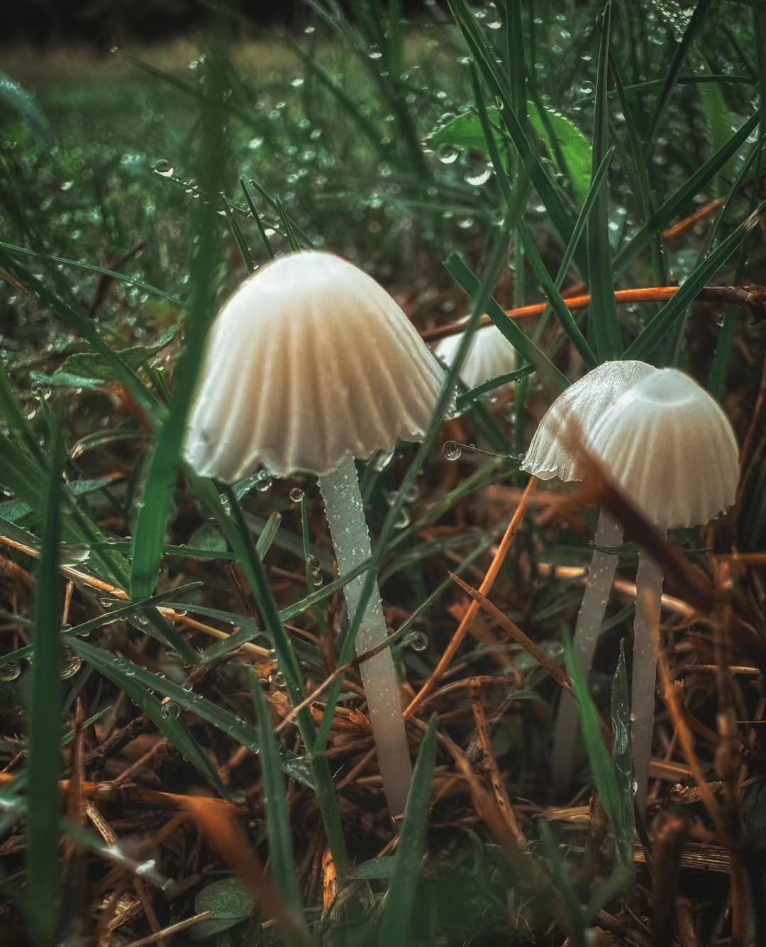 雨后蘑菇图片