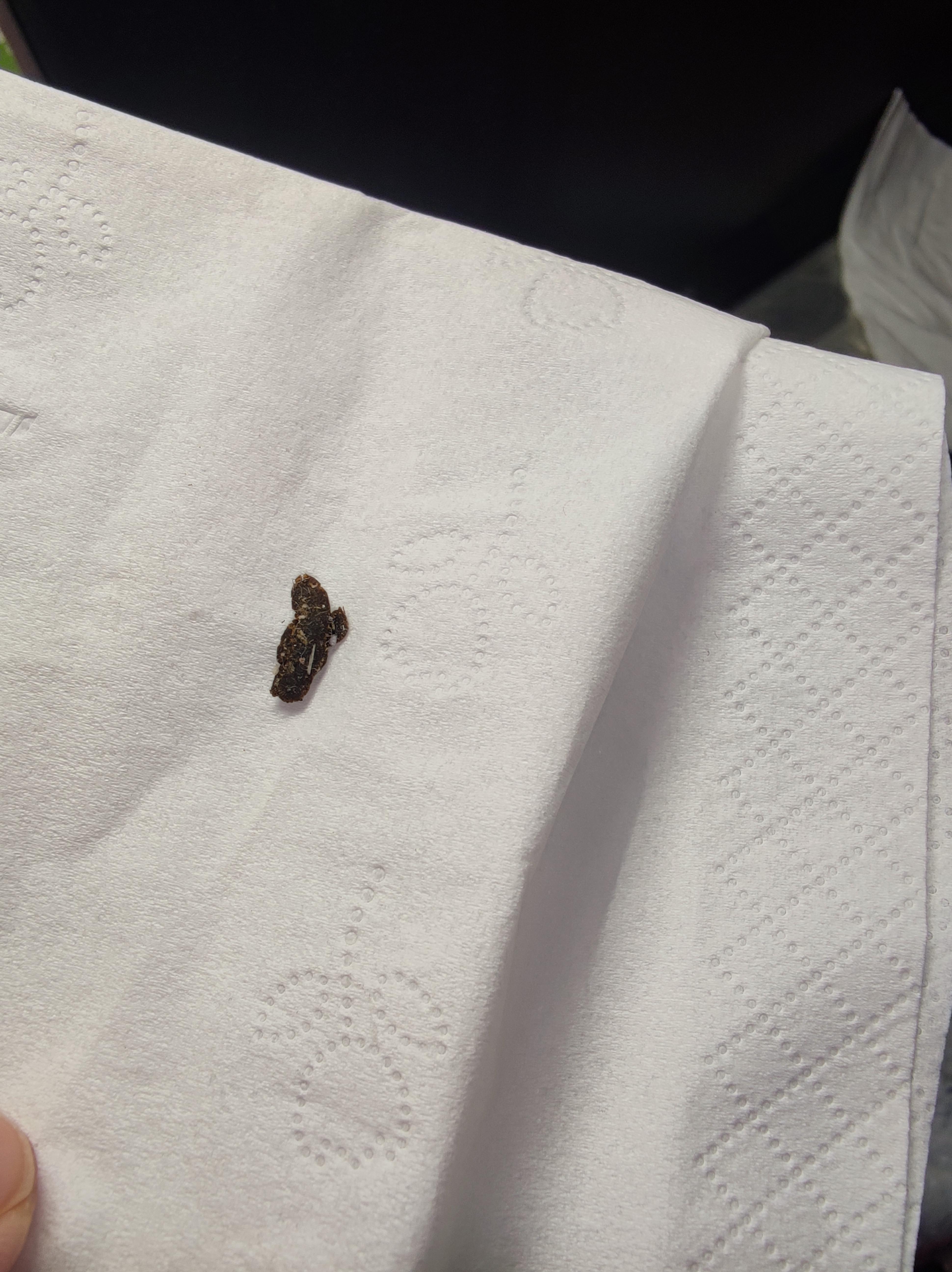 这是老鼠屎吗? | 在飘窗上惊现一粒.今早都没有,7点回家看到有.