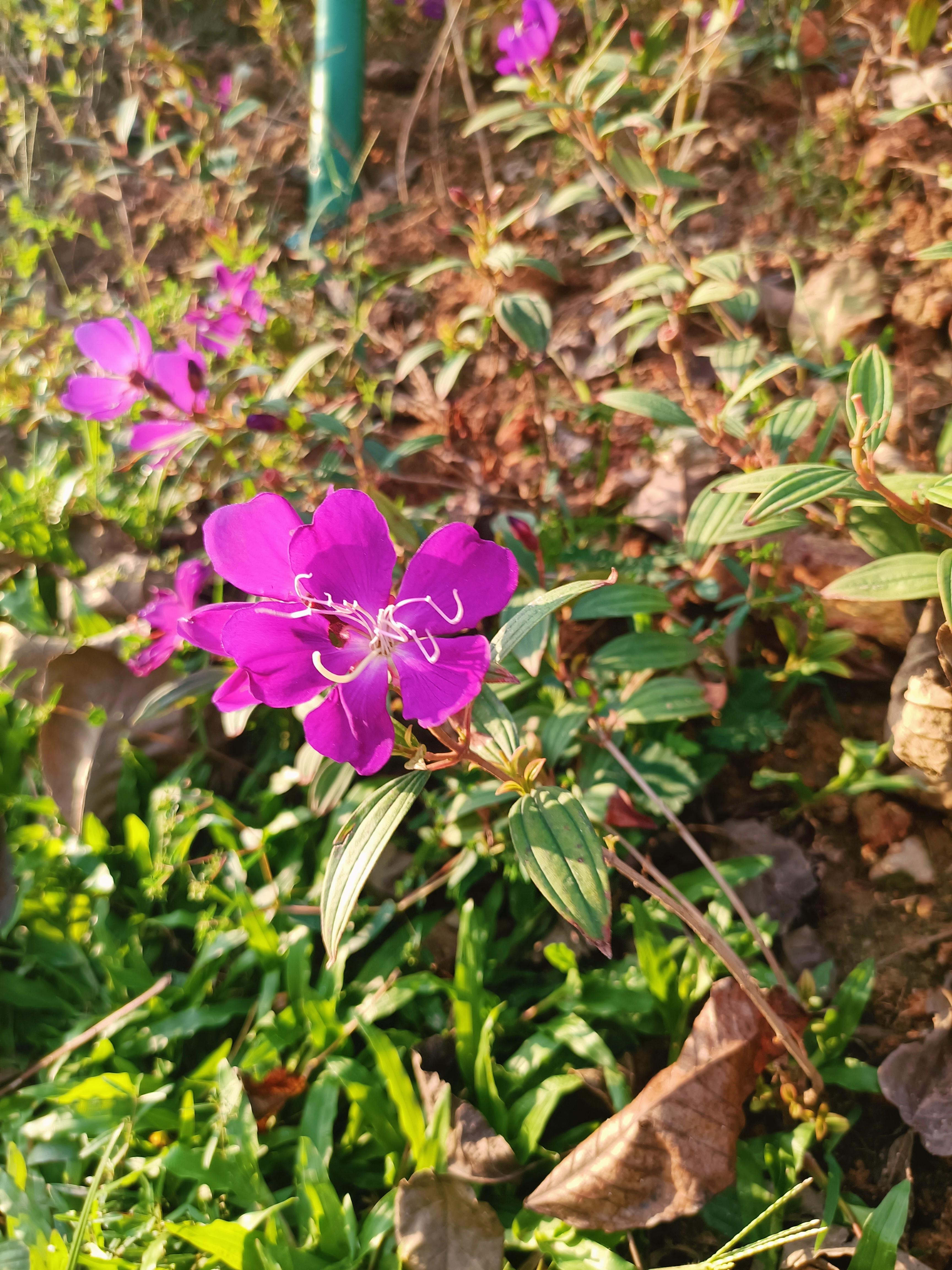小萝菇 的想法: 路边的紫色小花 | 紫色的小花盛开在路边的花坛里