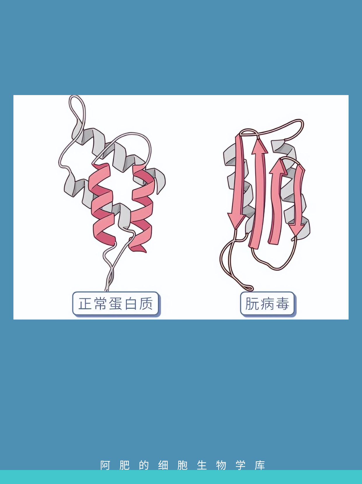 阿肥正在学习啦 的想法: 细胞生物学一轮名词解释带背09阮病毒 | 朊病毒(prion)★★【定义】又称朊病毒或朊粒,是一种特殊的蛋白… - 知乎