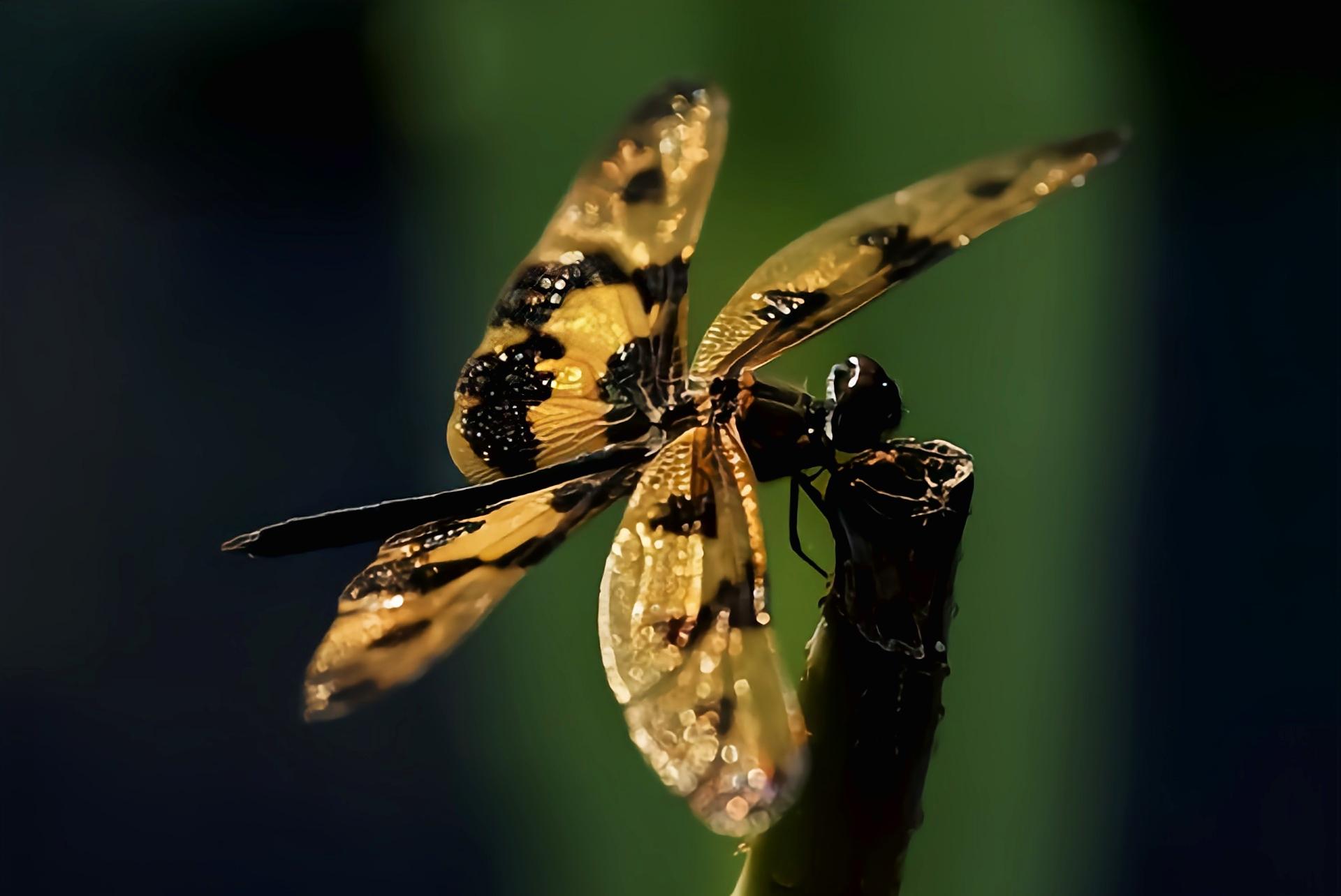 云安之城 的想法: 每天认识一种昆虫